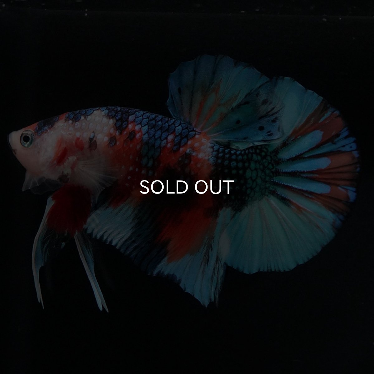 画像4: HMPK キャンディ (4)