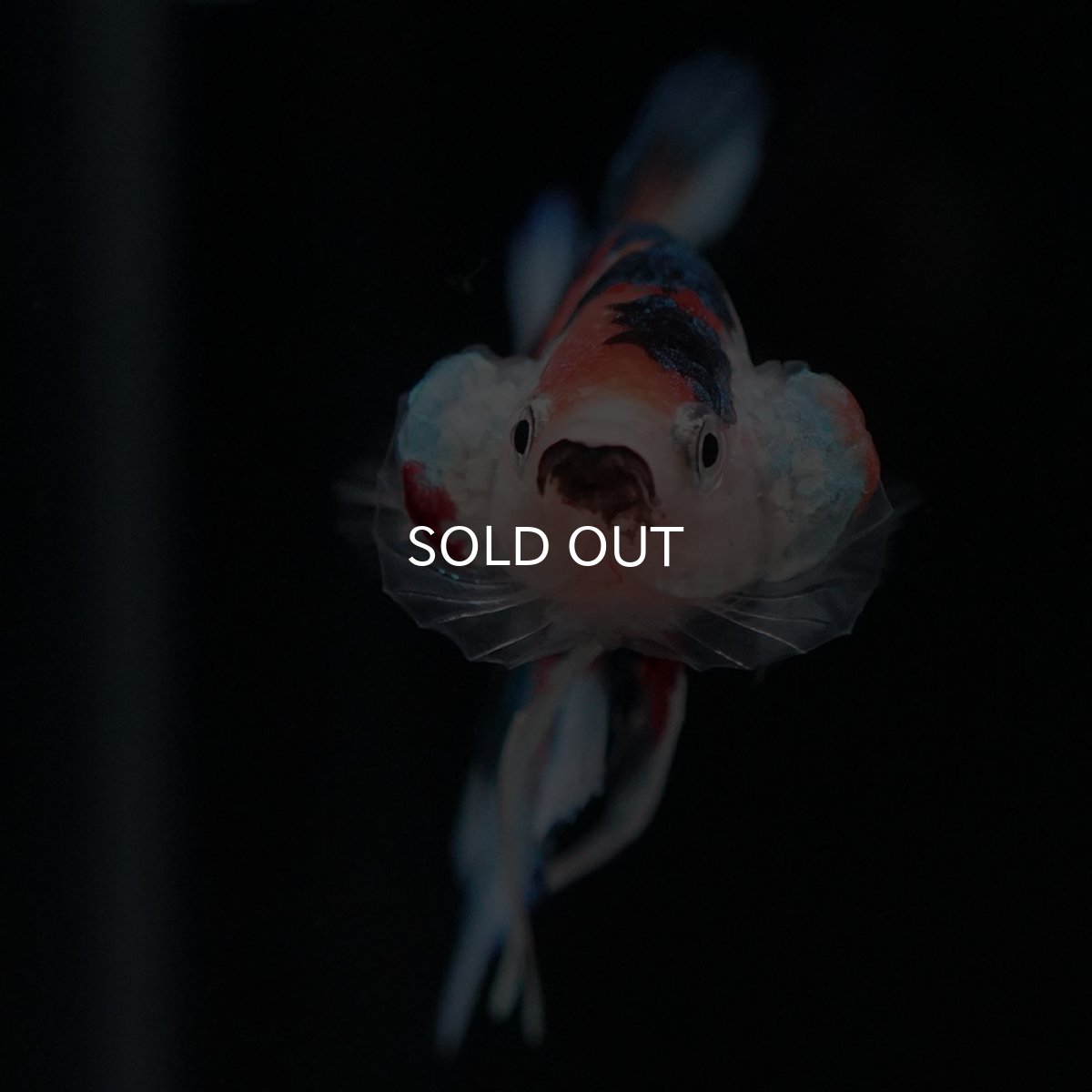 画像3: HMPK キャンディ (3)