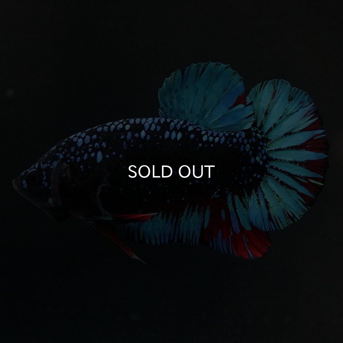 画像7: HMPK　ブラックスター (7)