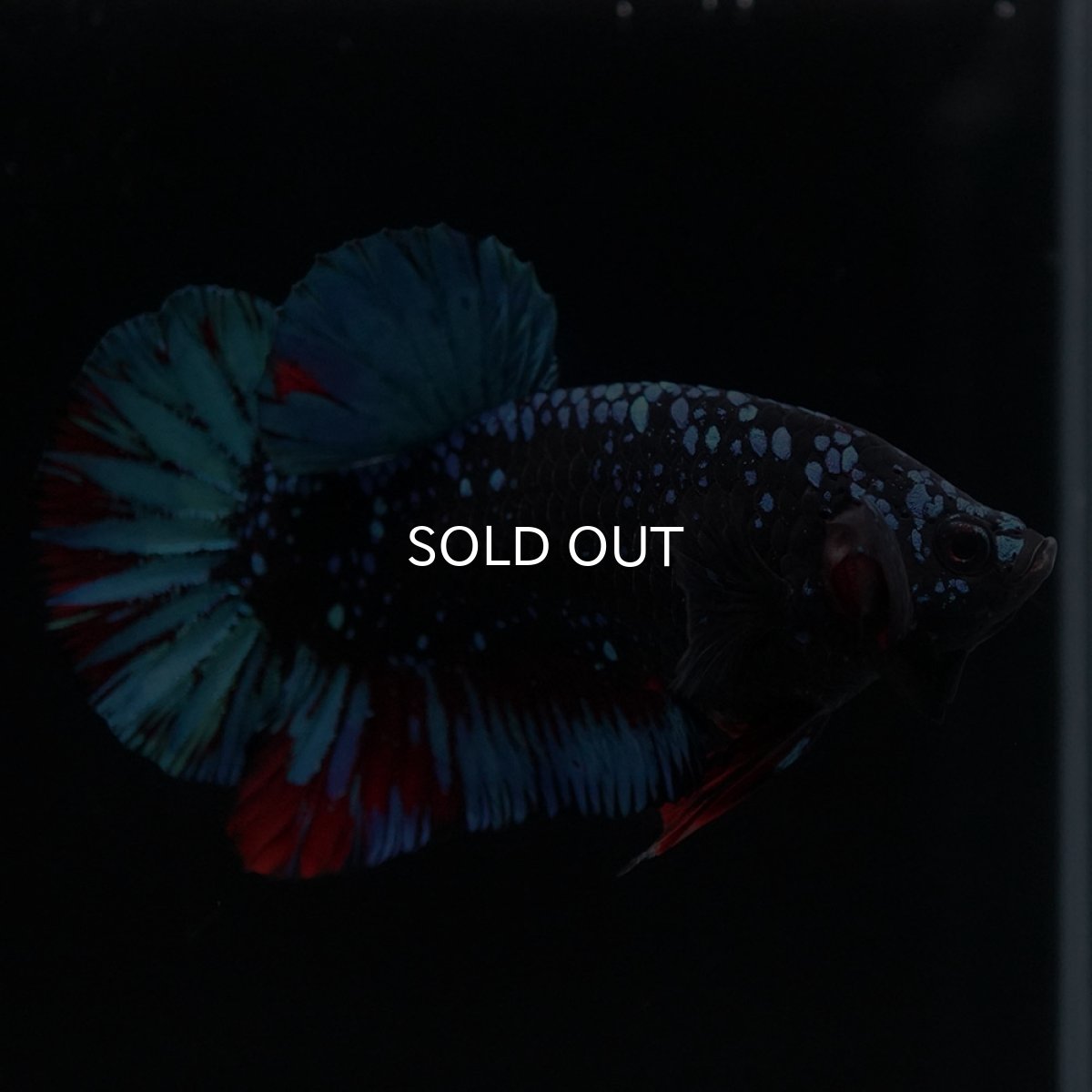 画像4: HMPK　ブラックスター (4)