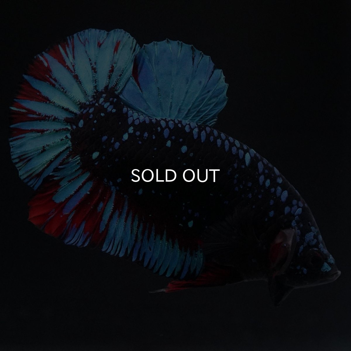 画像6: HMPK　ブラックスター (6)