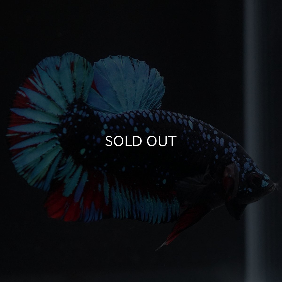 画像10: HMPK　ブラックスター (10)