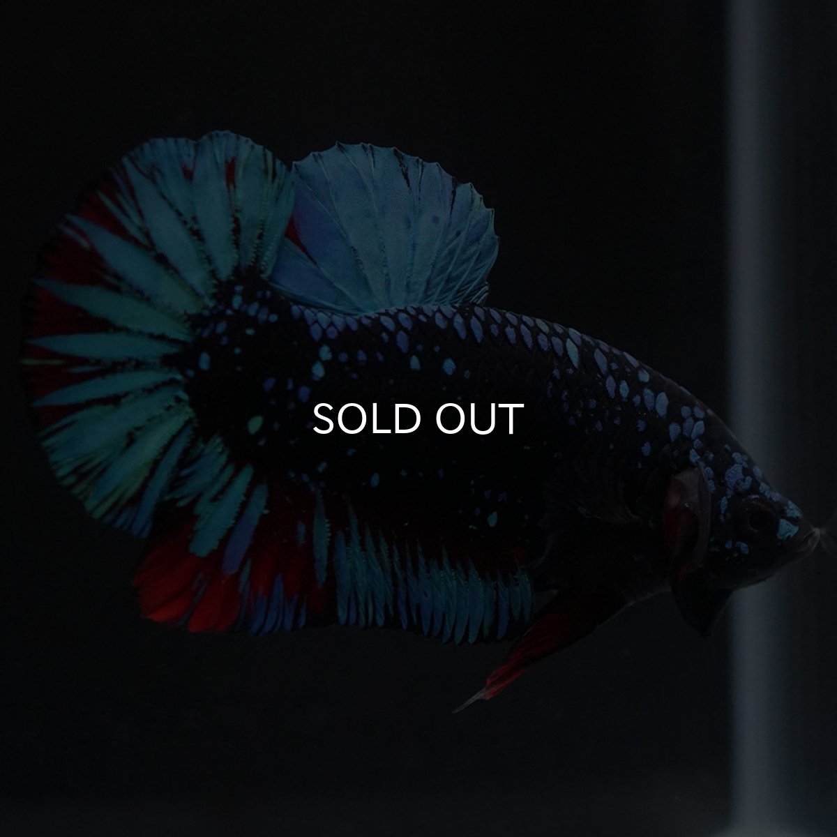 画像2: HMPK　ブラックスター (2)