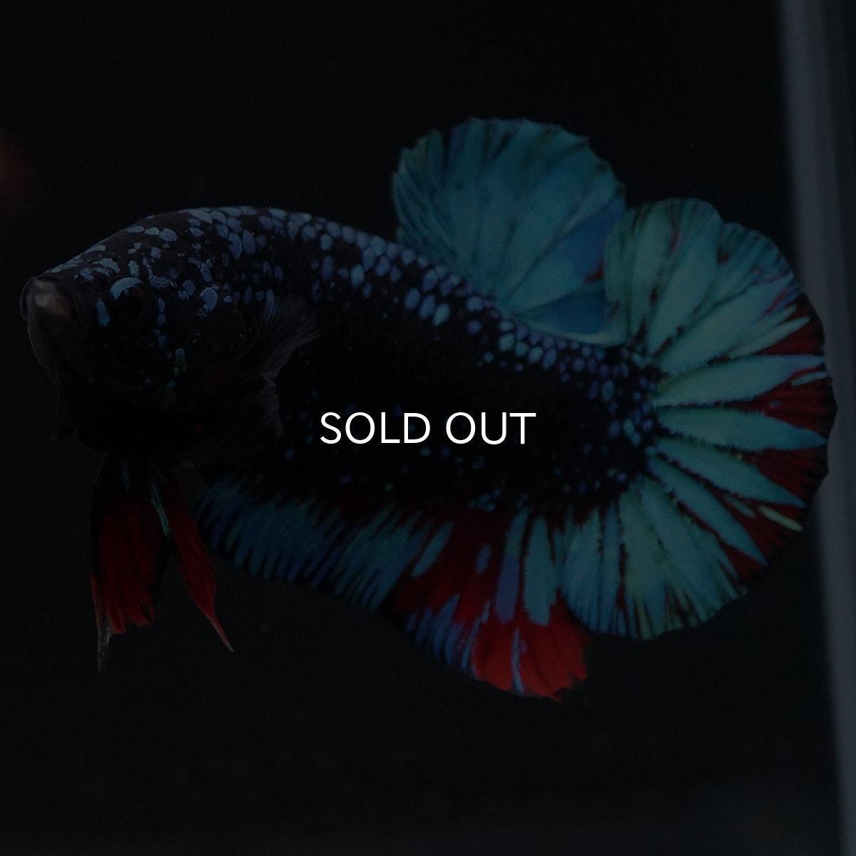 画像9: HMPK　ブラックスター (9)