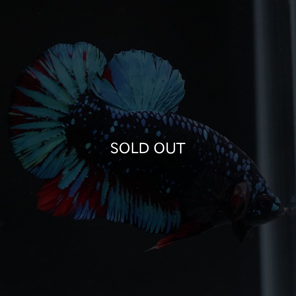 画像8: HMPK　ブラックスター (8)