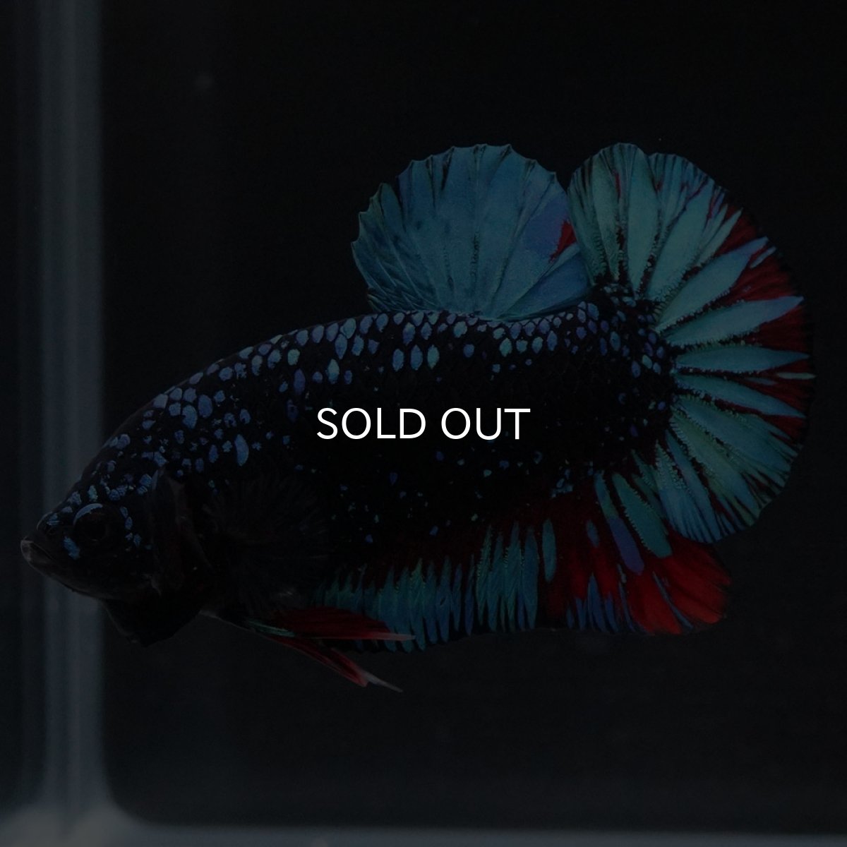 画像3: HMPK　ブラックスター (3)