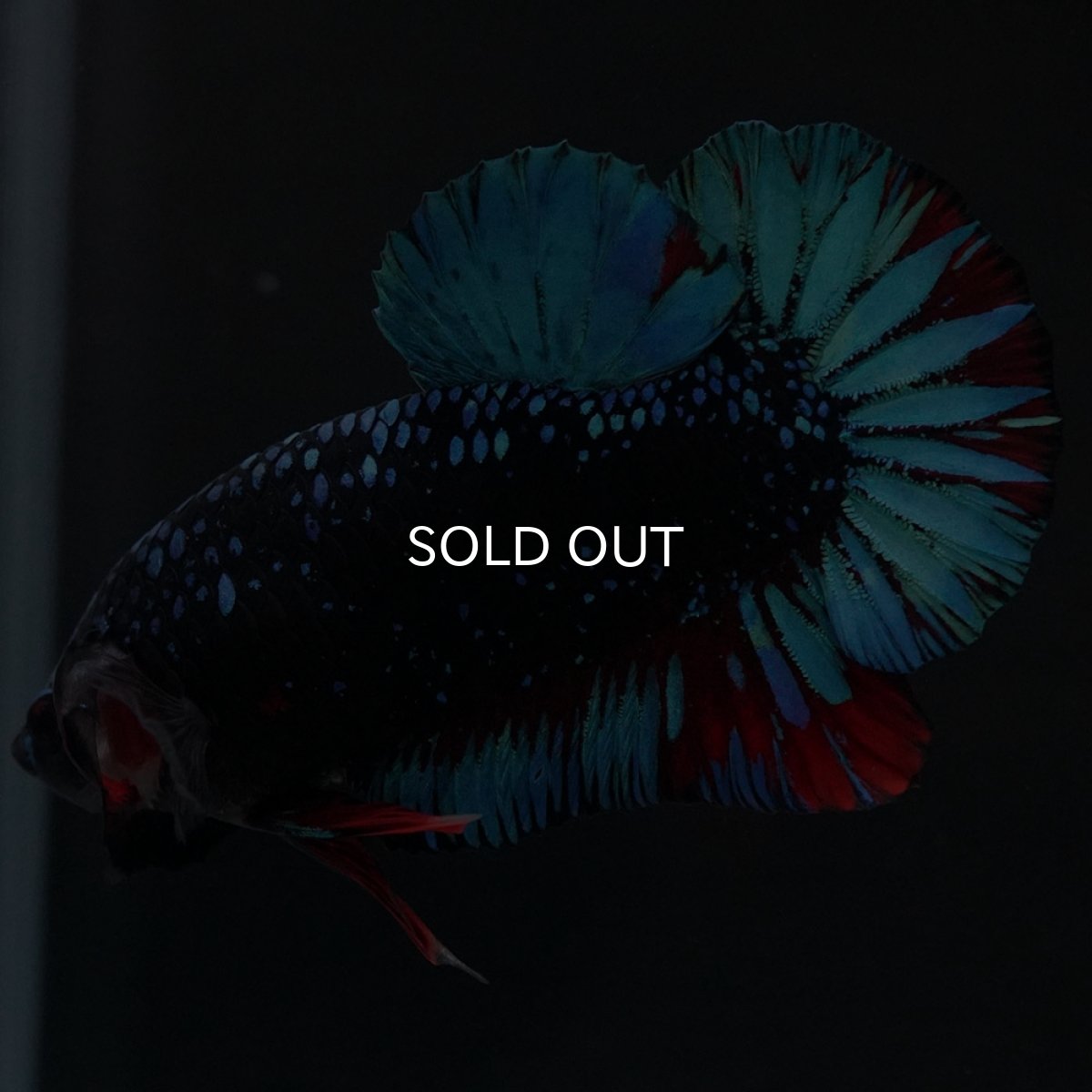 画像5: HMPK　ブラックスター (5)