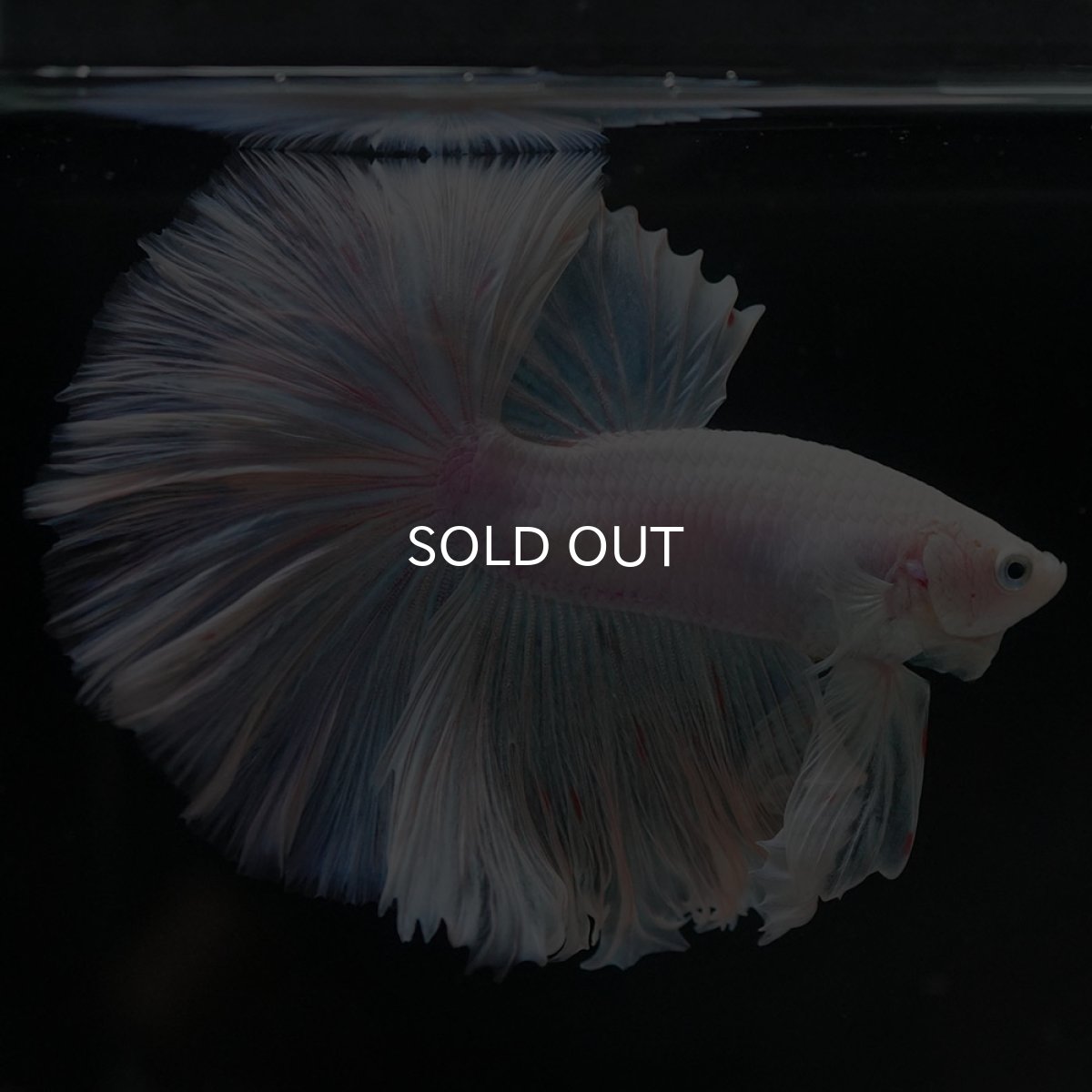 画像5: HM　ホワイトファンシー (5)