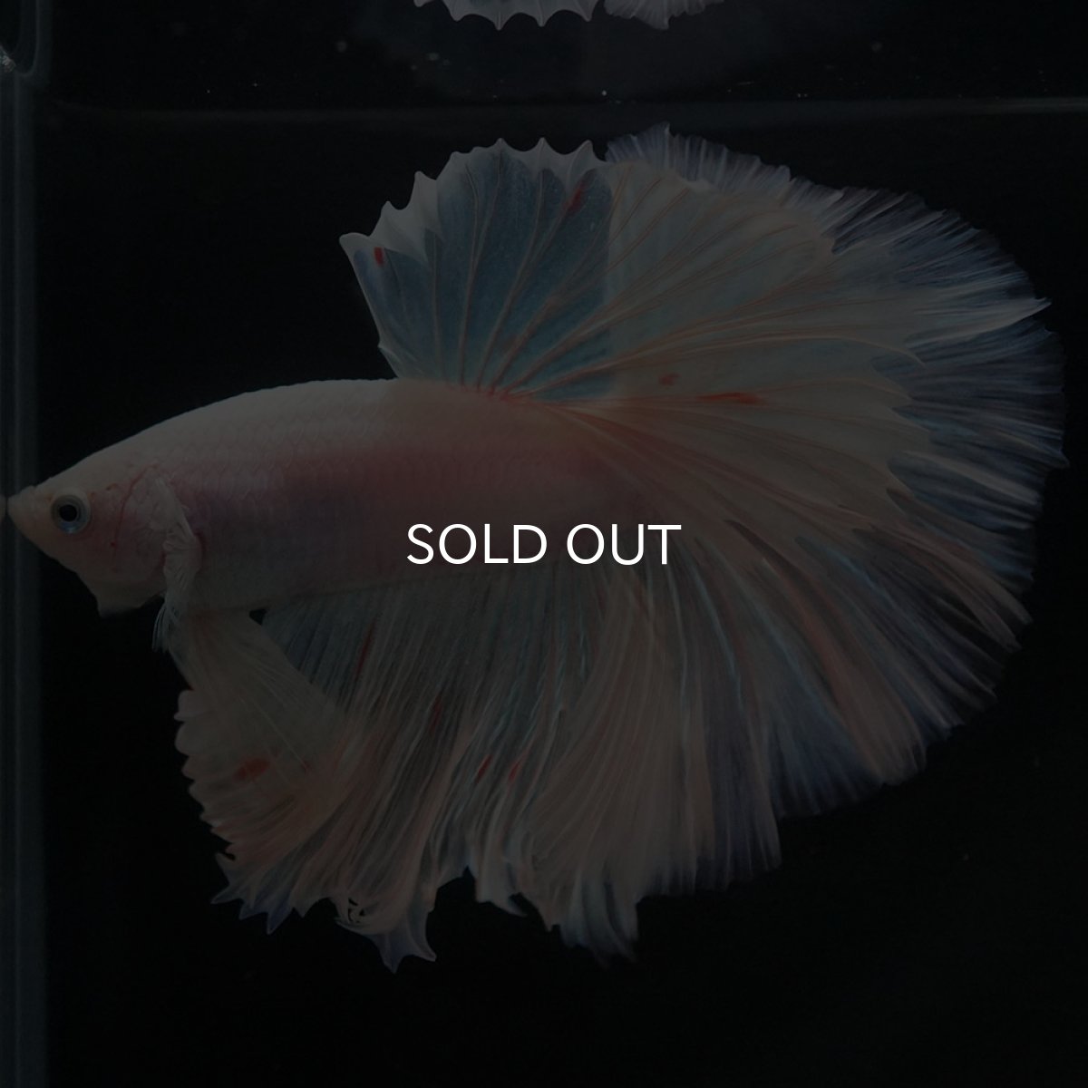 画像4: HM　ホワイトファンシー (4)