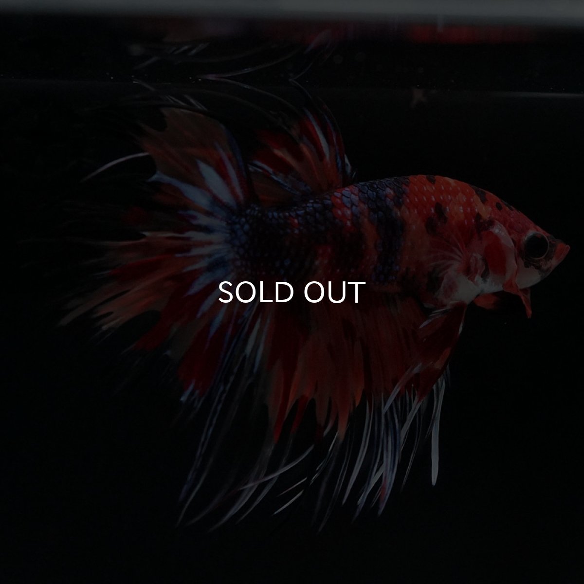 画像8: CT キャンディ (8)