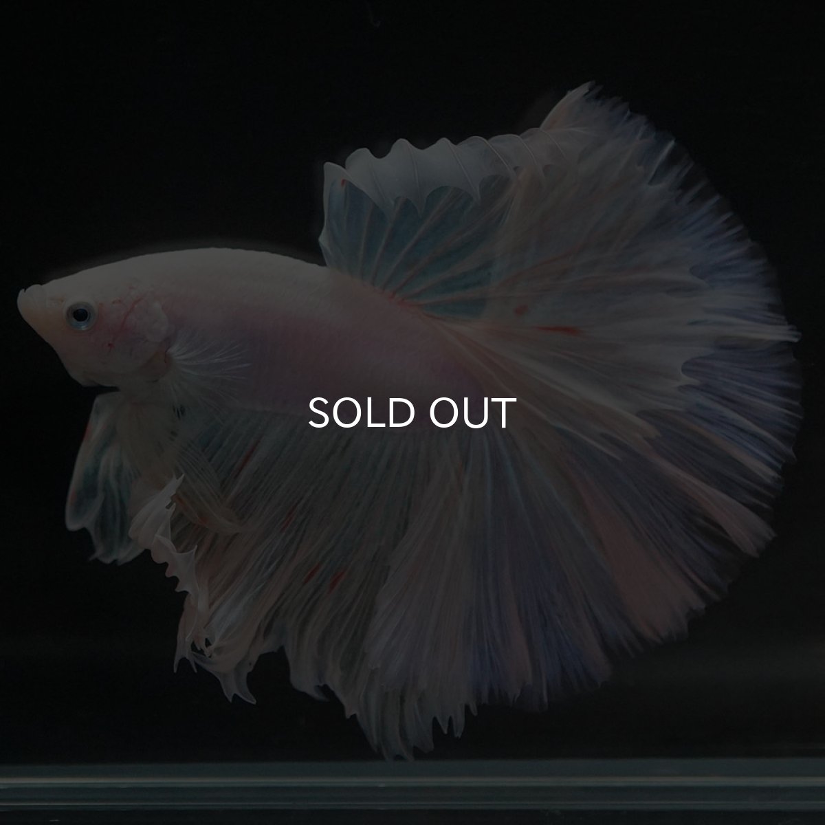 画像2: HM　ホワイトファンシー (2)