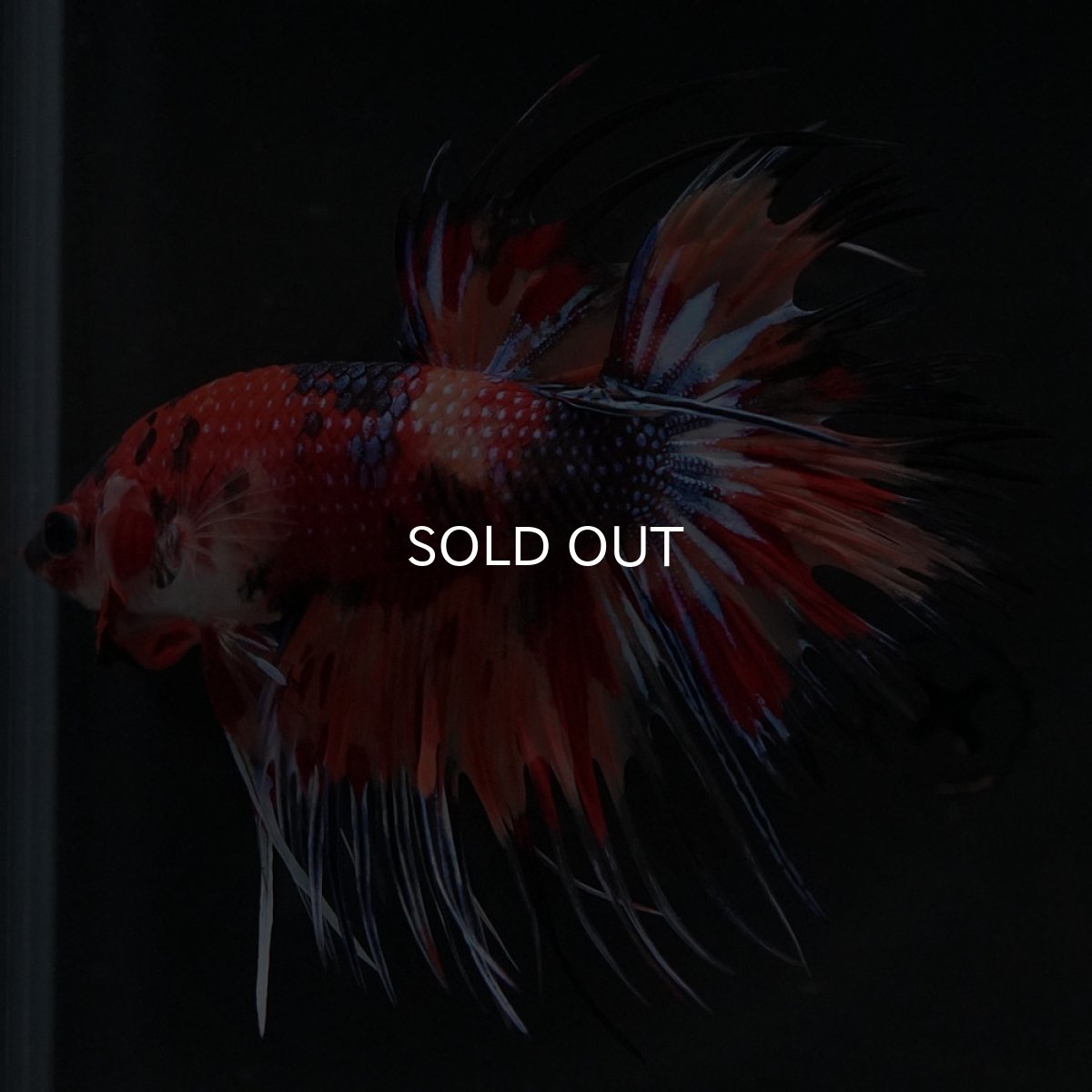 画像10: CT キャンディ (10)