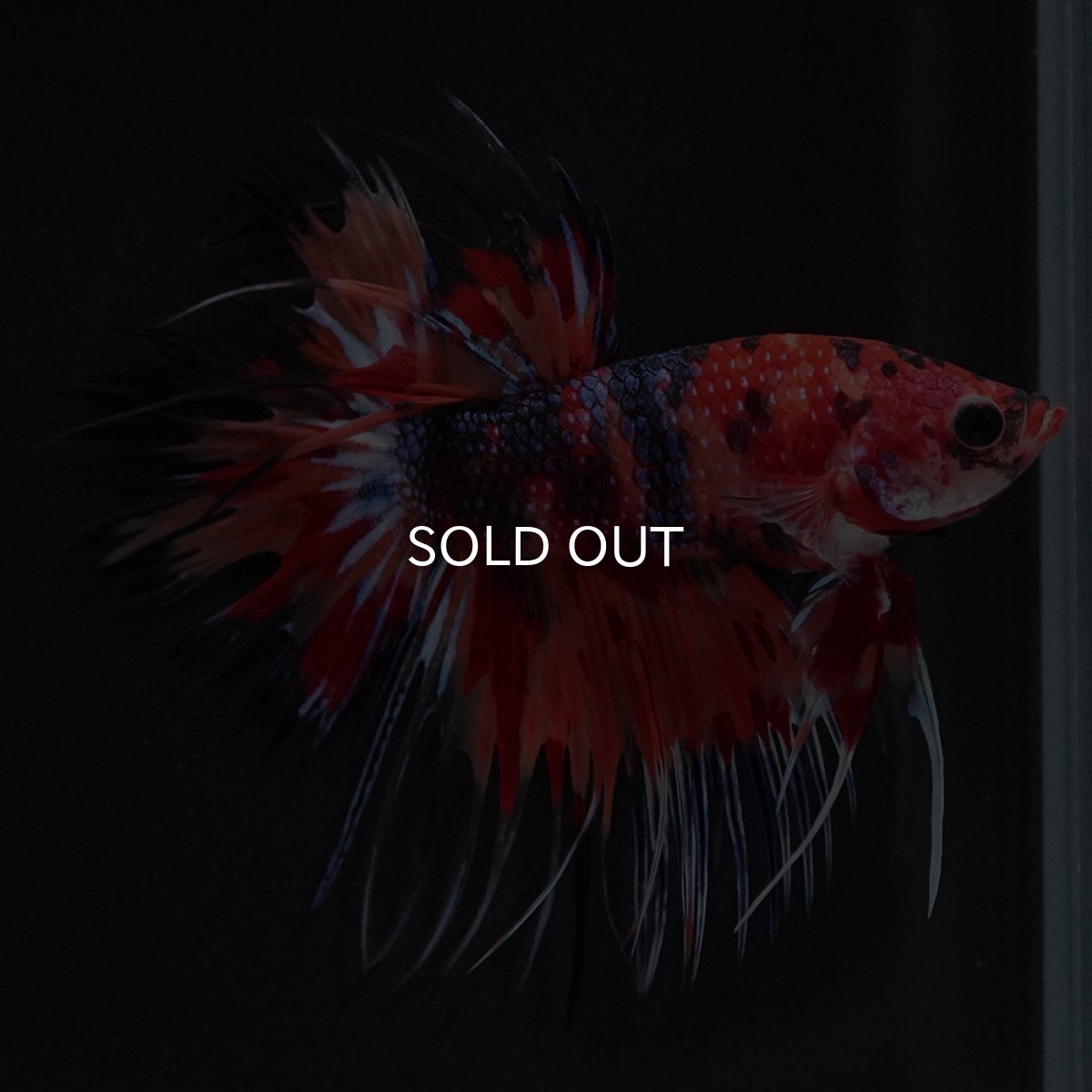 画像4: CT キャンディ (4)