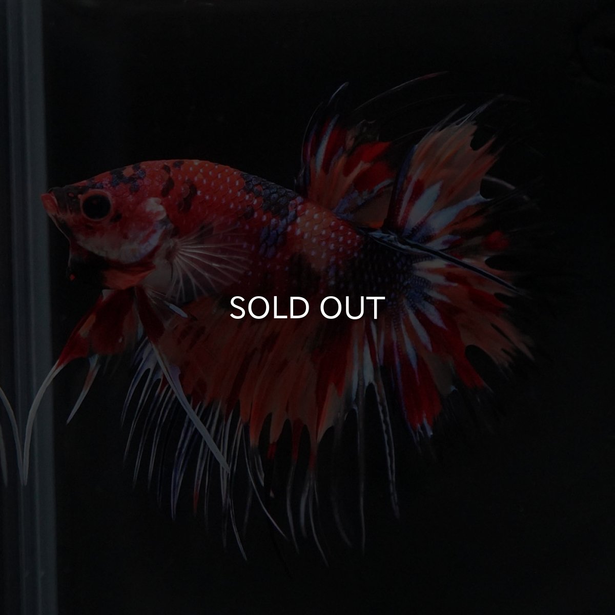 画像9: CT キャンディ (9)