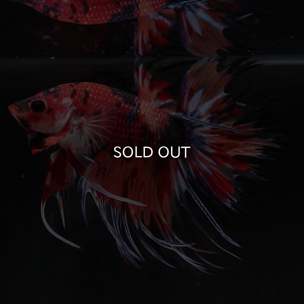 画像7: CT キャンディ (7)