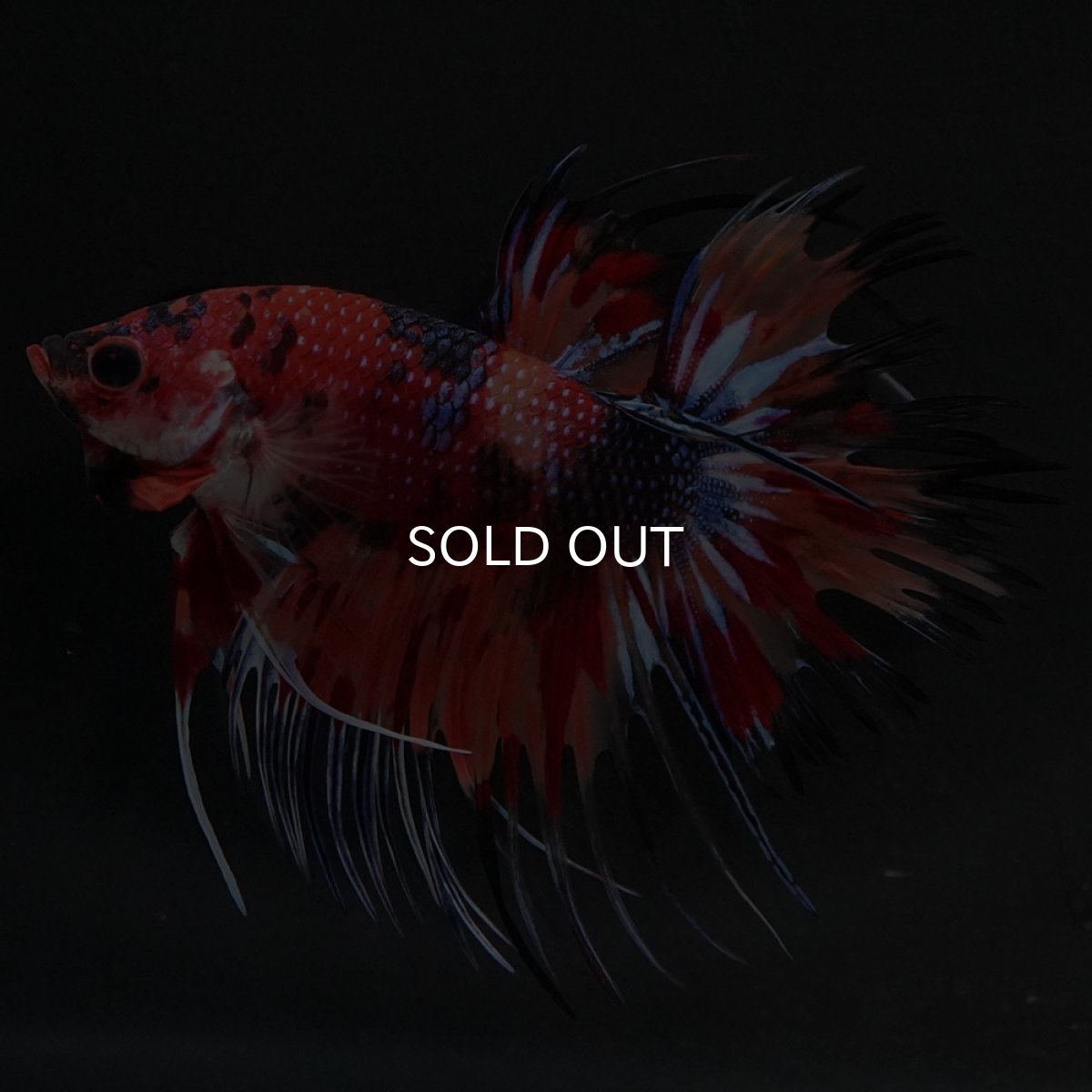 画像3: CT キャンディ (3)