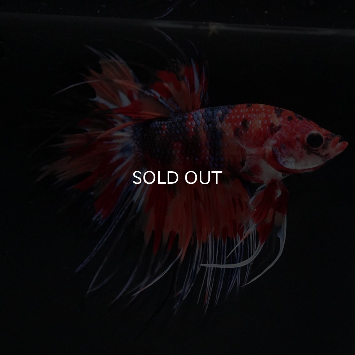 画像6: CT キャンディ (6)