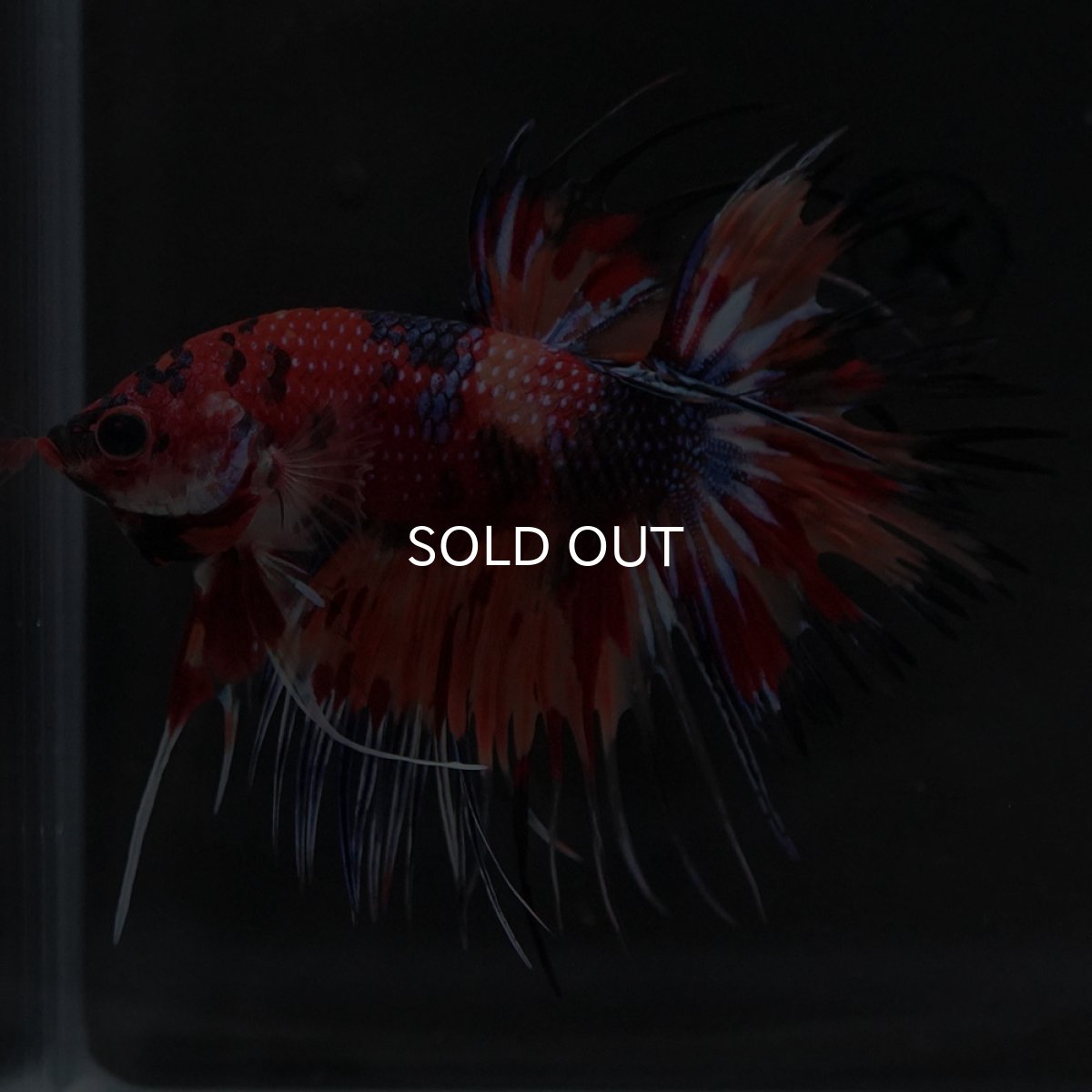 画像5: CT キャンディ (5)