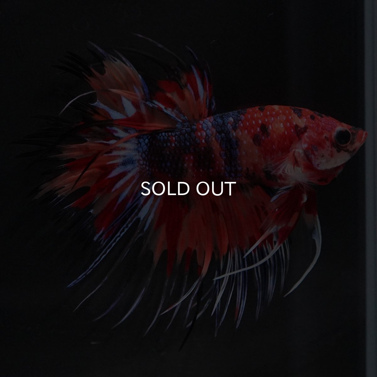 画像2: CT キャンディ (2)