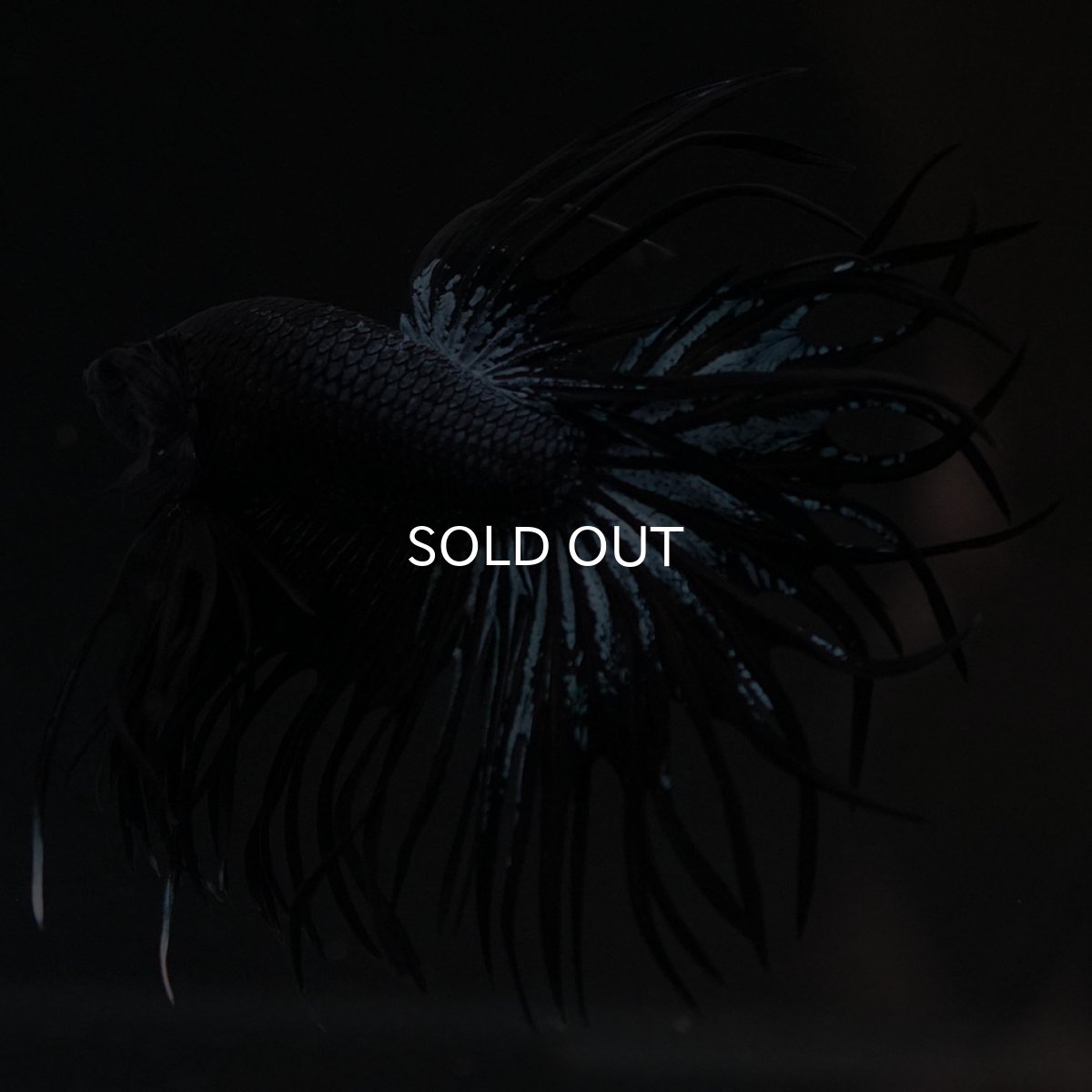 画像8: CT ブラックオーキッド (8)