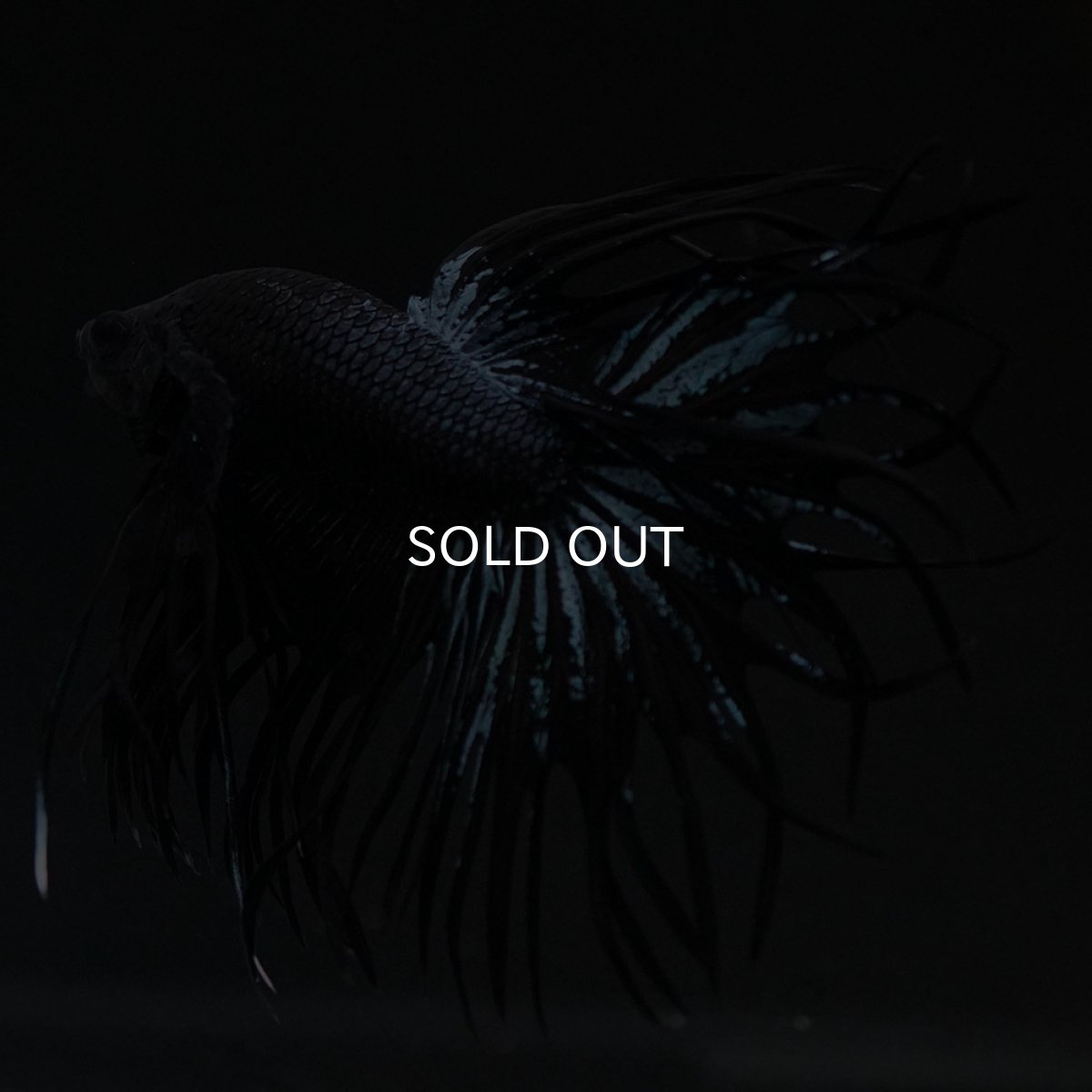 画像7: CT ブラックオーキッド (7)