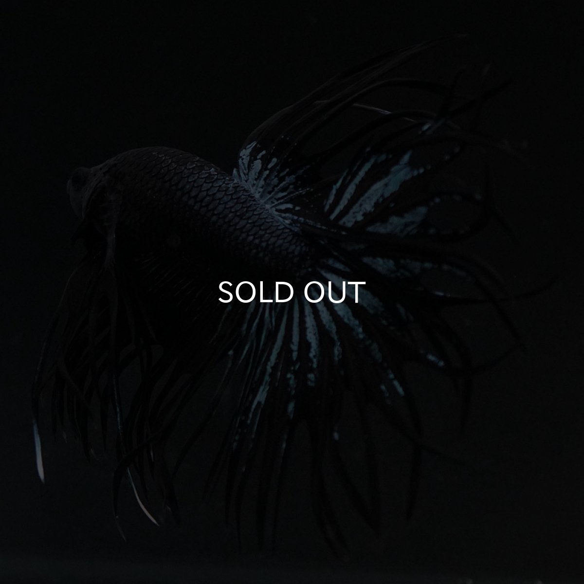 画像5: CT ブラックオーキッド (5)