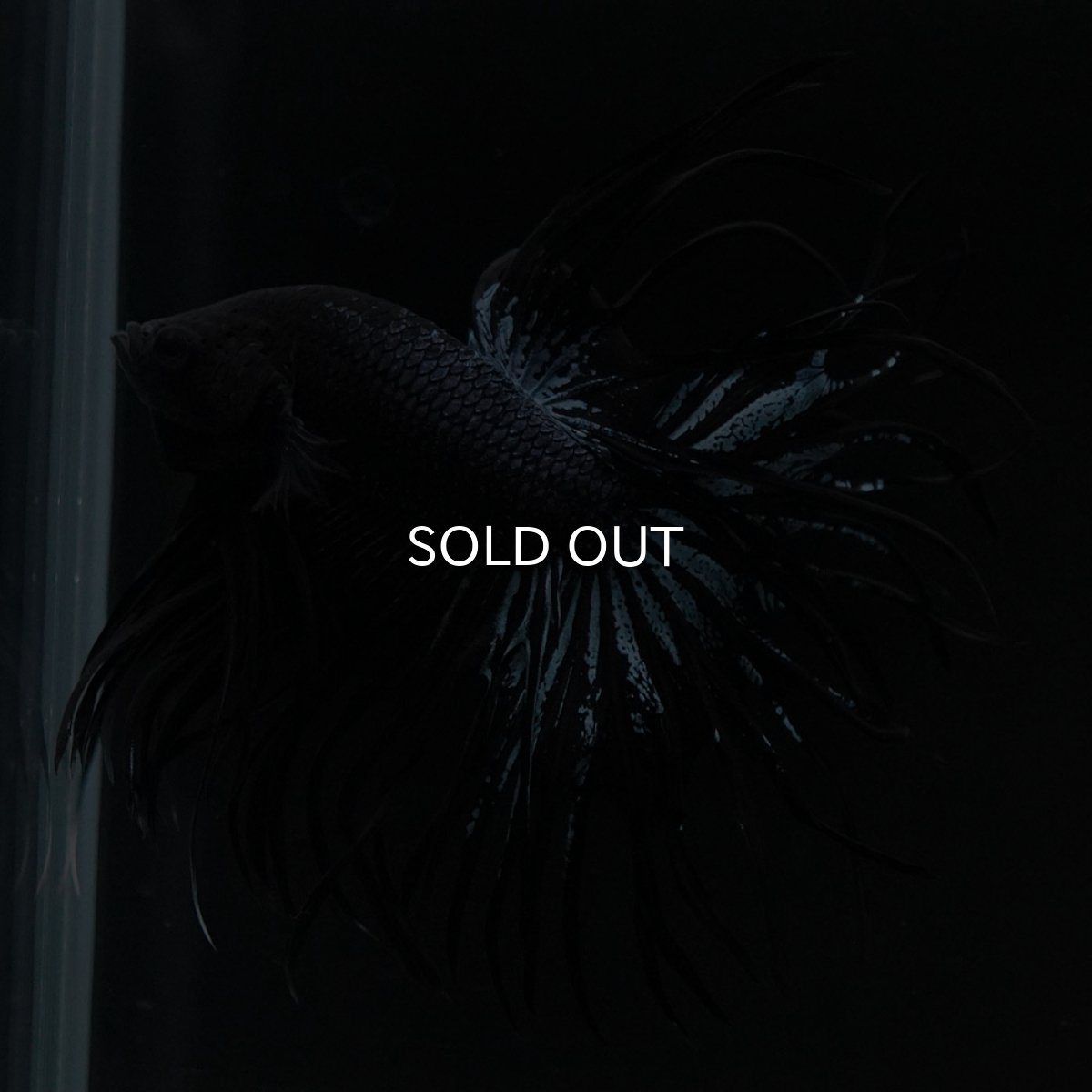 画像3: CT ブラックオーキッド (3)