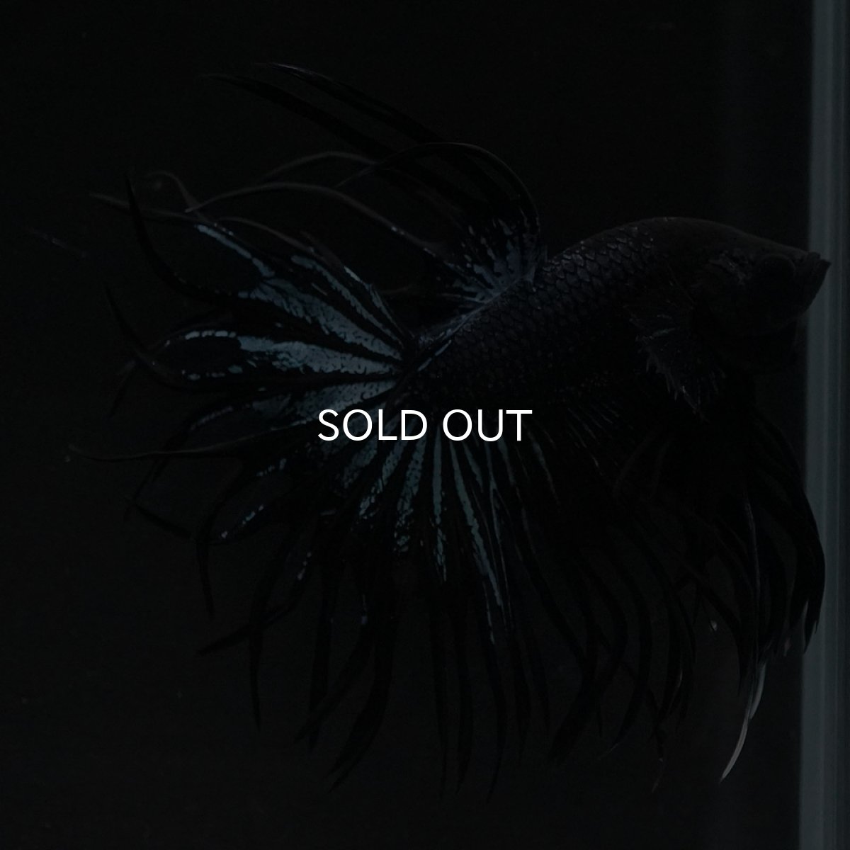 画像4: CT ブラックオーキッド (4)