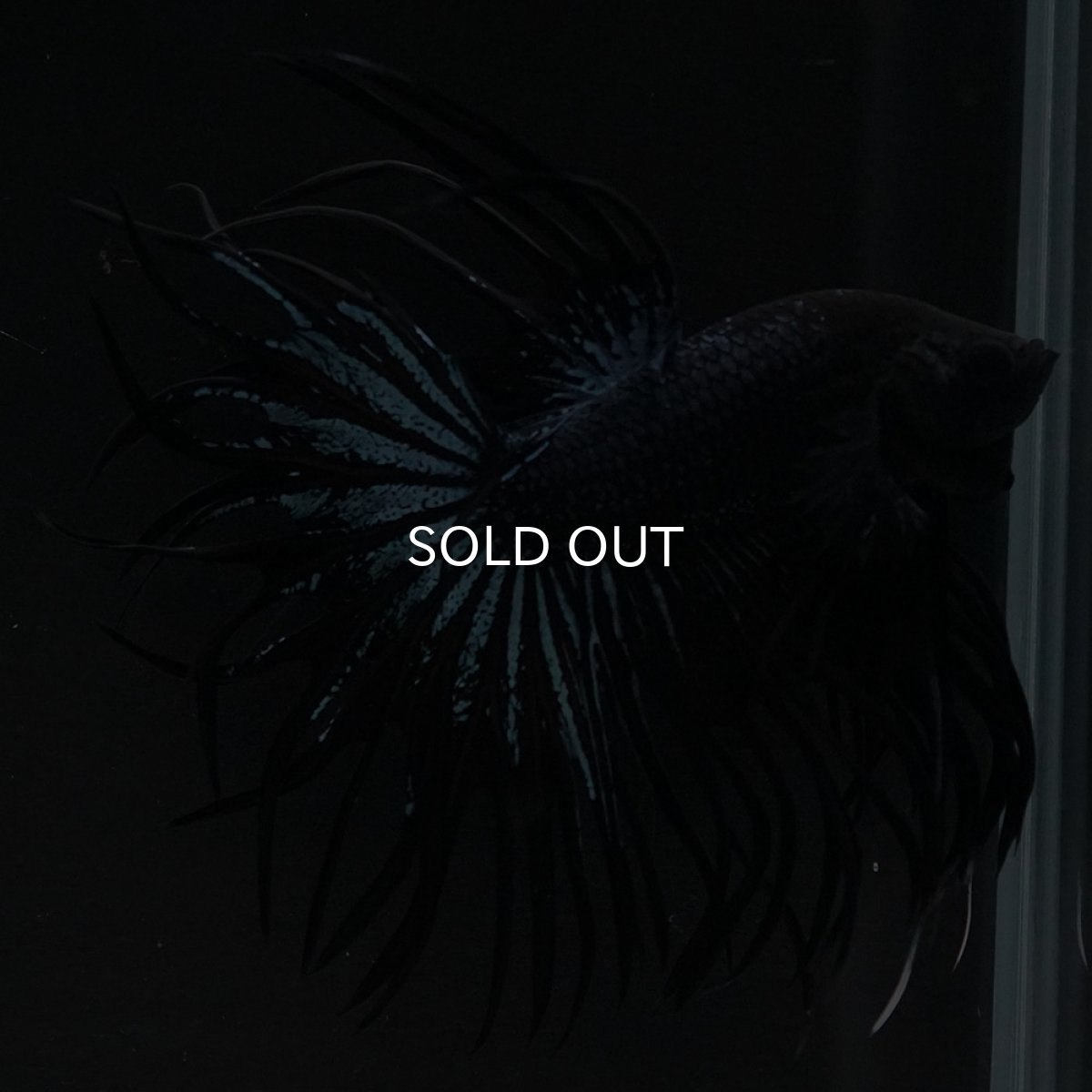 画像6: CT ブラックオーキッド (6)