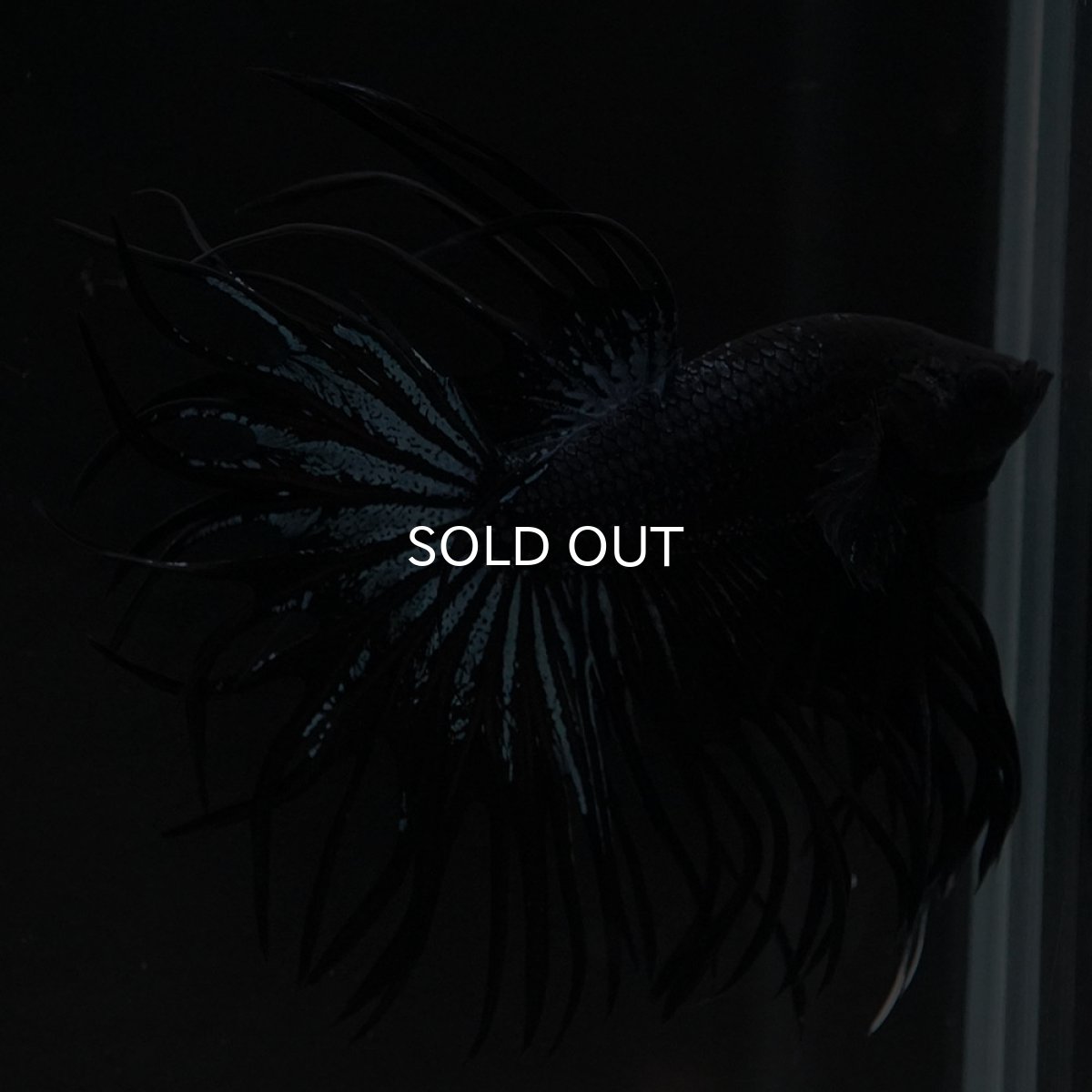 画像2: CT ブラックオーキッド (2)