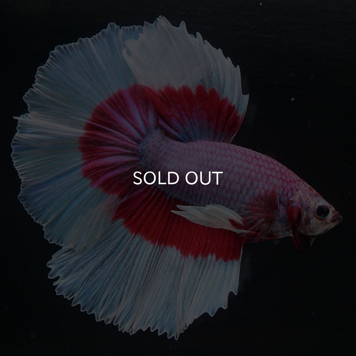 画像8: HM ラベンダーバタフライ (8)