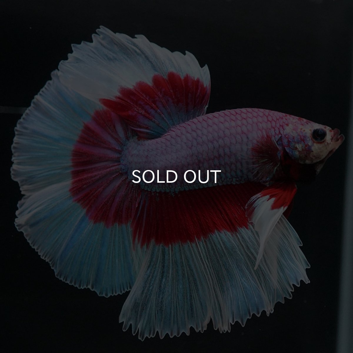 画像5: HM ラベンダーバタフライ (5)