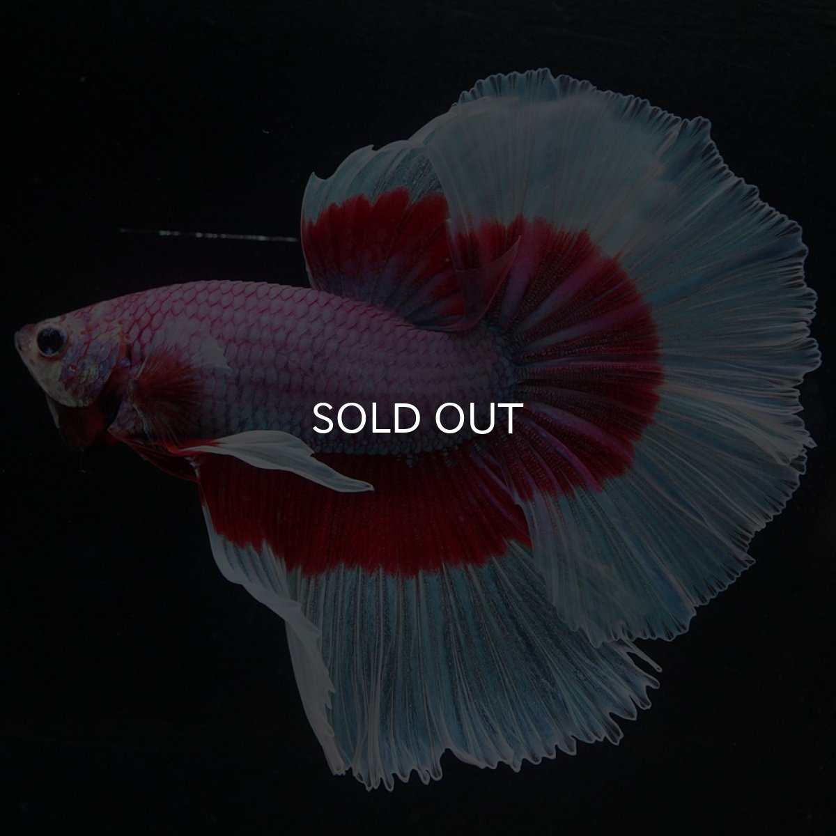 画像6: HM ラベンダーバタフライ (6)