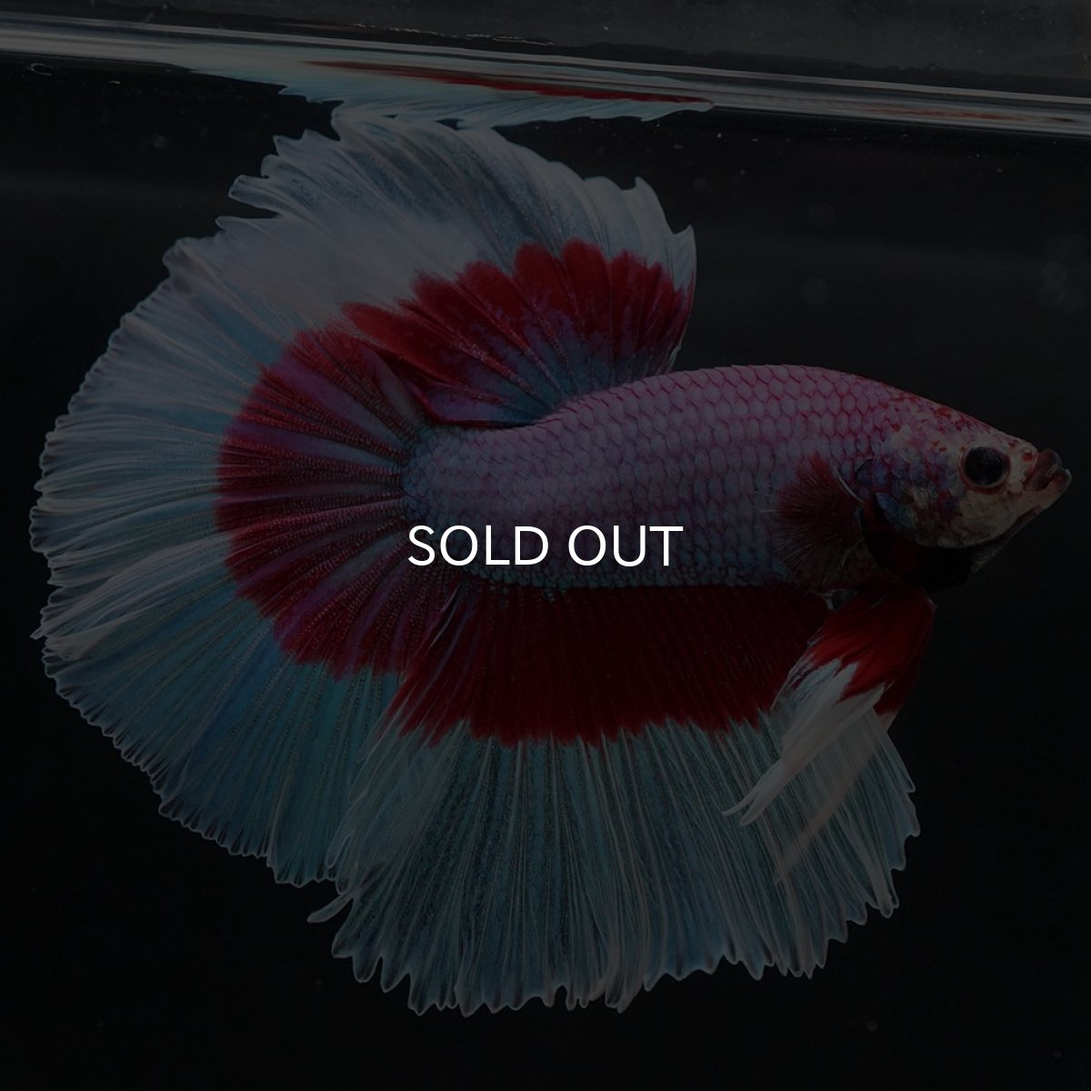 画像3: HM ラベンダーバタフライ (3)