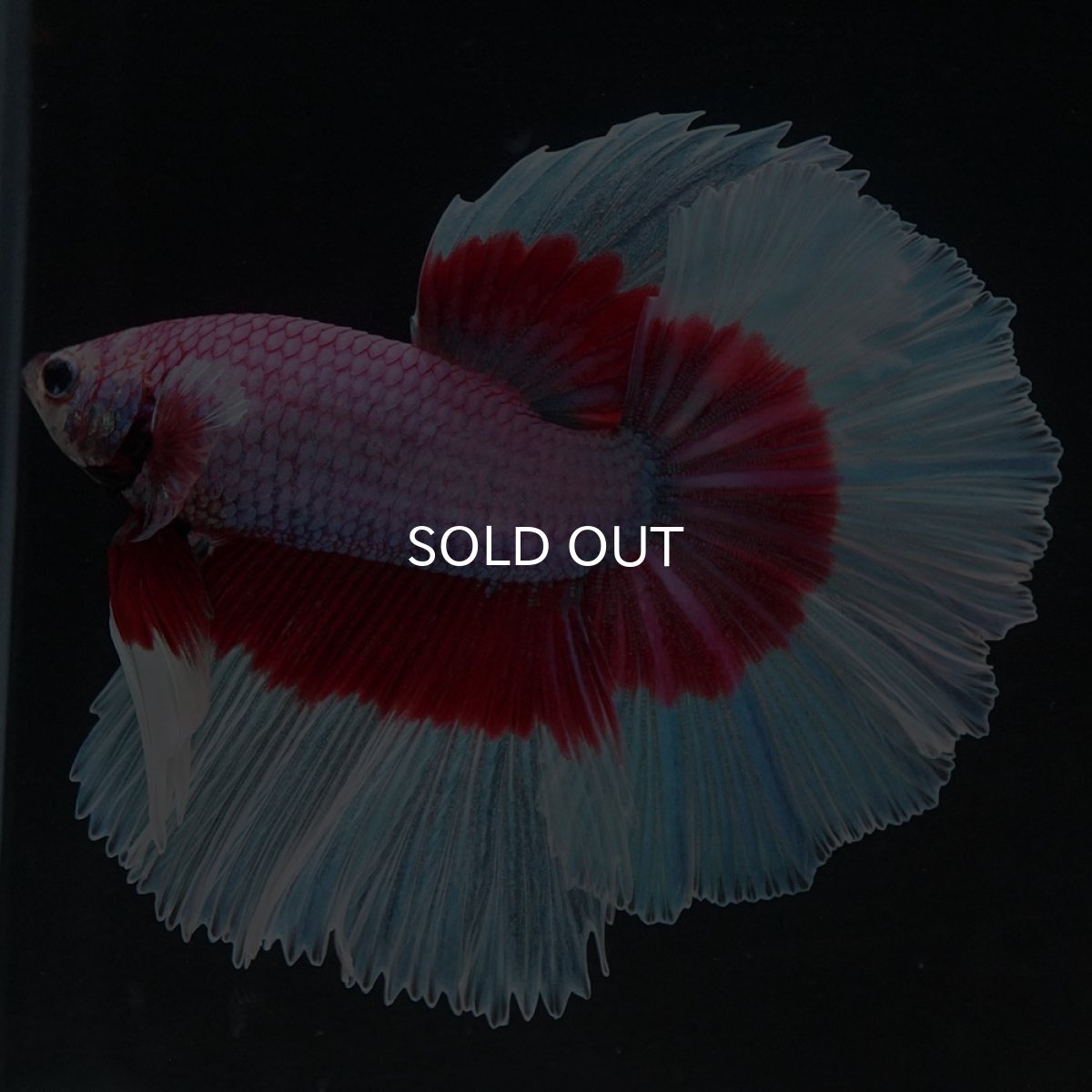 画像4: HM ラベンダーバタフライ (4)