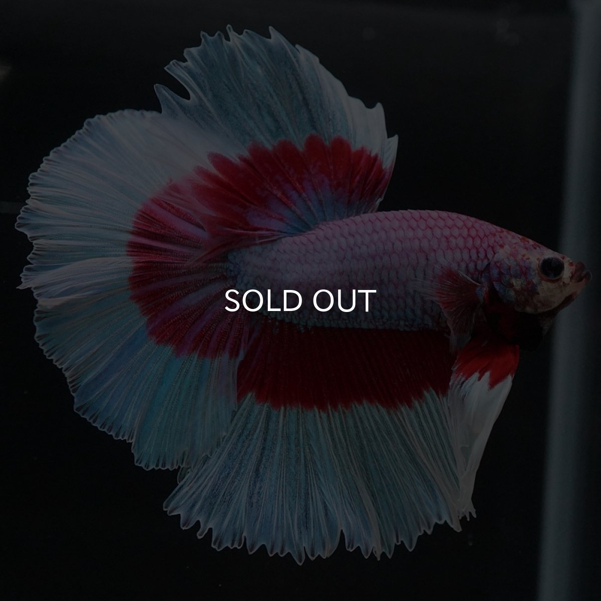 画像7: HM ラベンダーバタフライ (7)