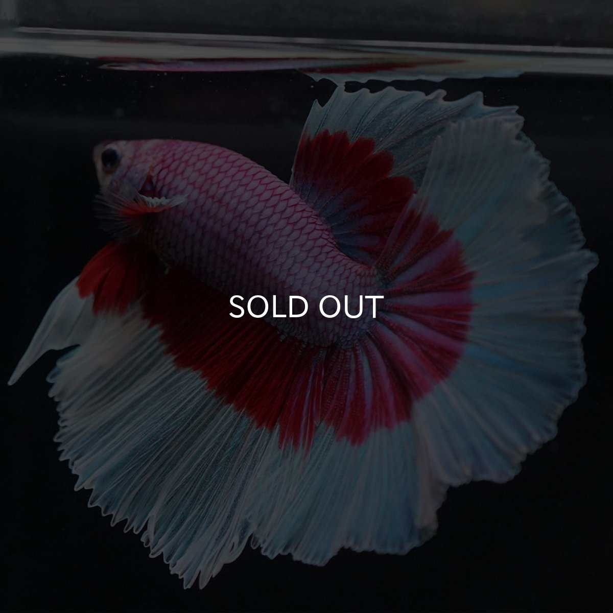 画像2: HM ラベンダーバタフライ (2)