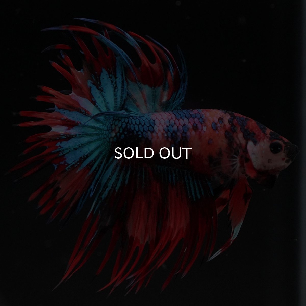 画像3: CT キャンディ (3)