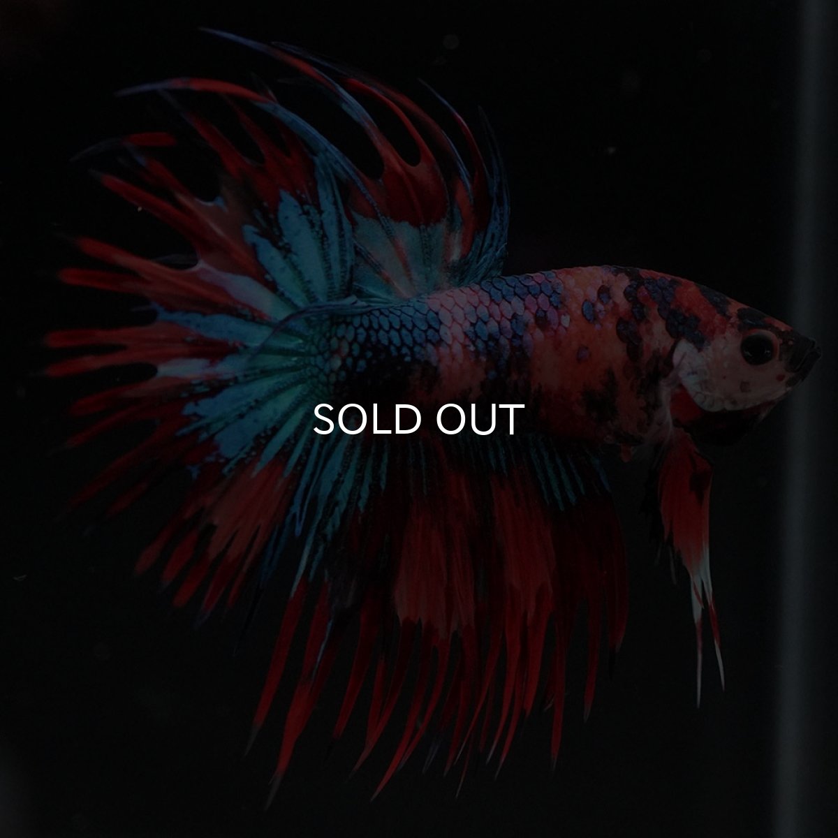 画像5: CT キャンディ (5)