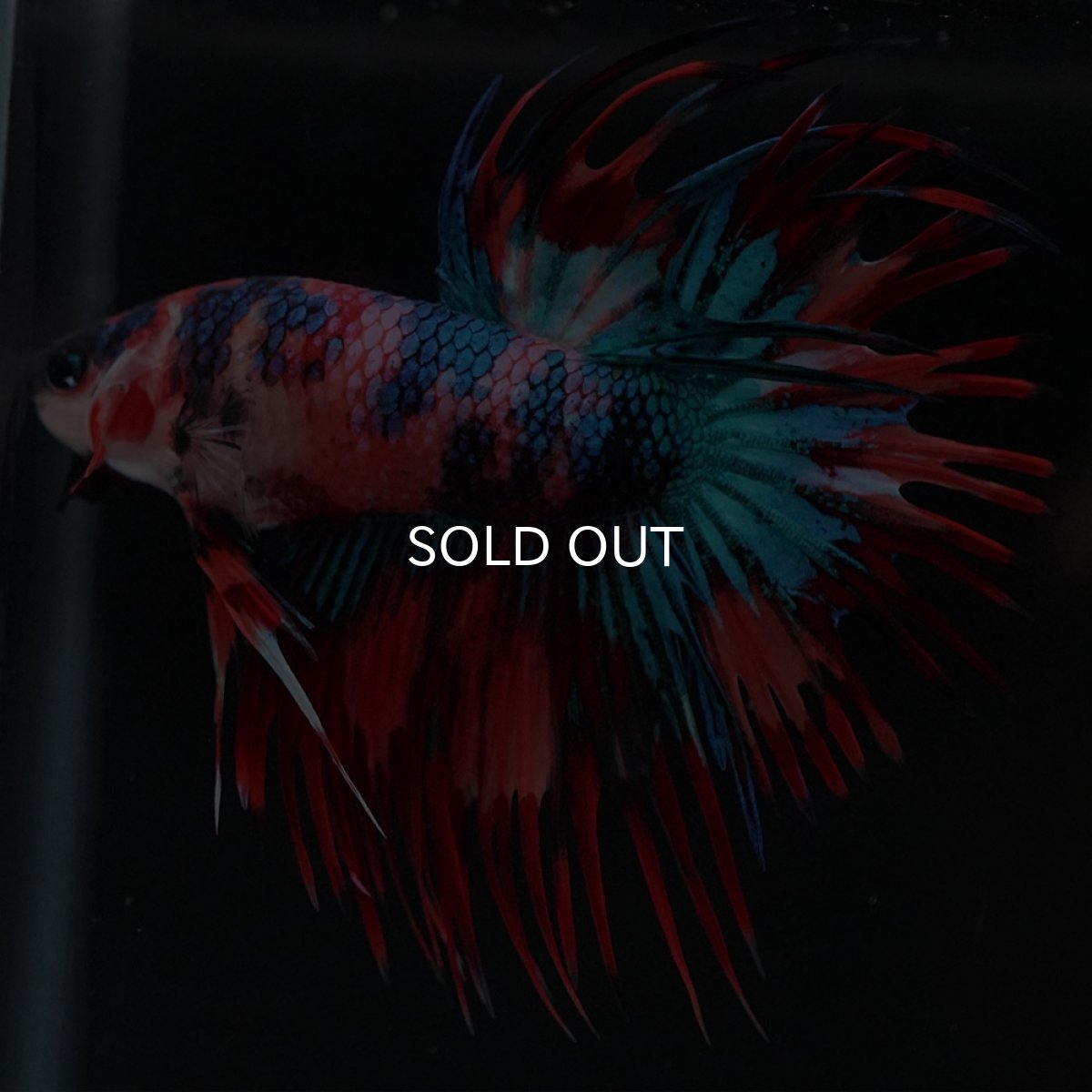 画像4: CT キャンディ (4)