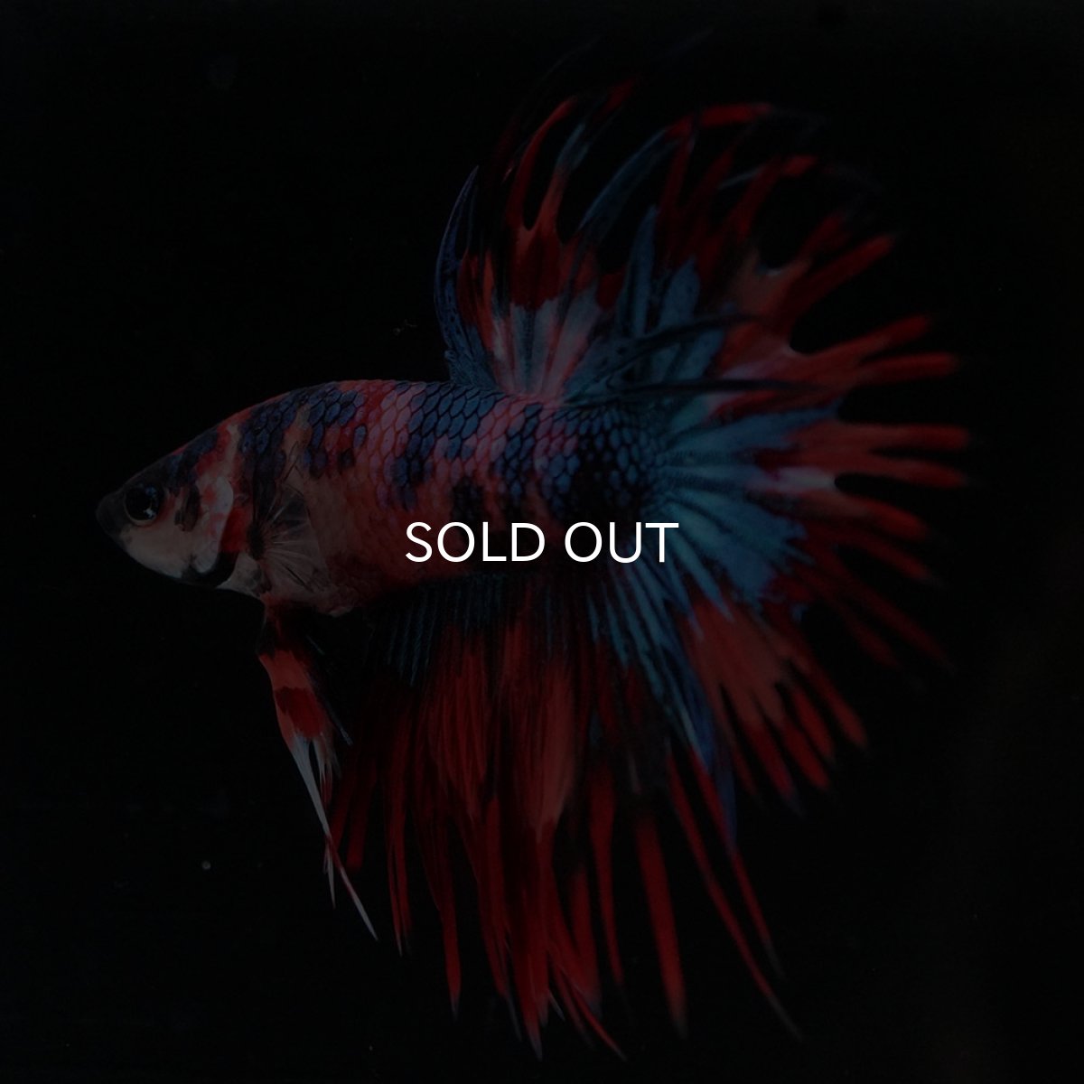 画像2: CT キャンディ (2)