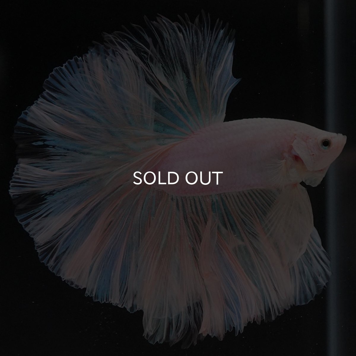 画像7: HM ホワイトファンシー ローズテール (7)