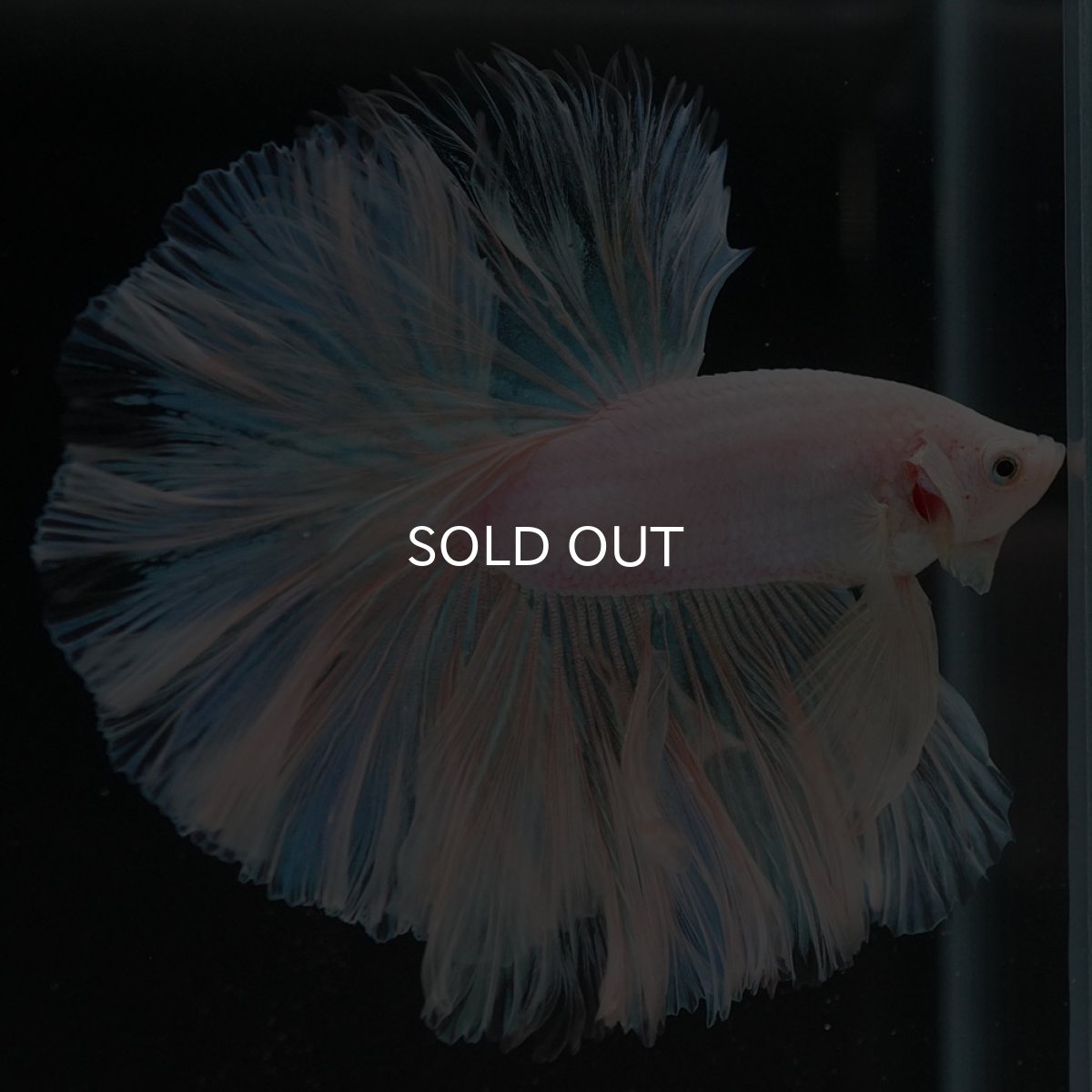 画像3: HM ホワイトファンシー ローズテール (3)