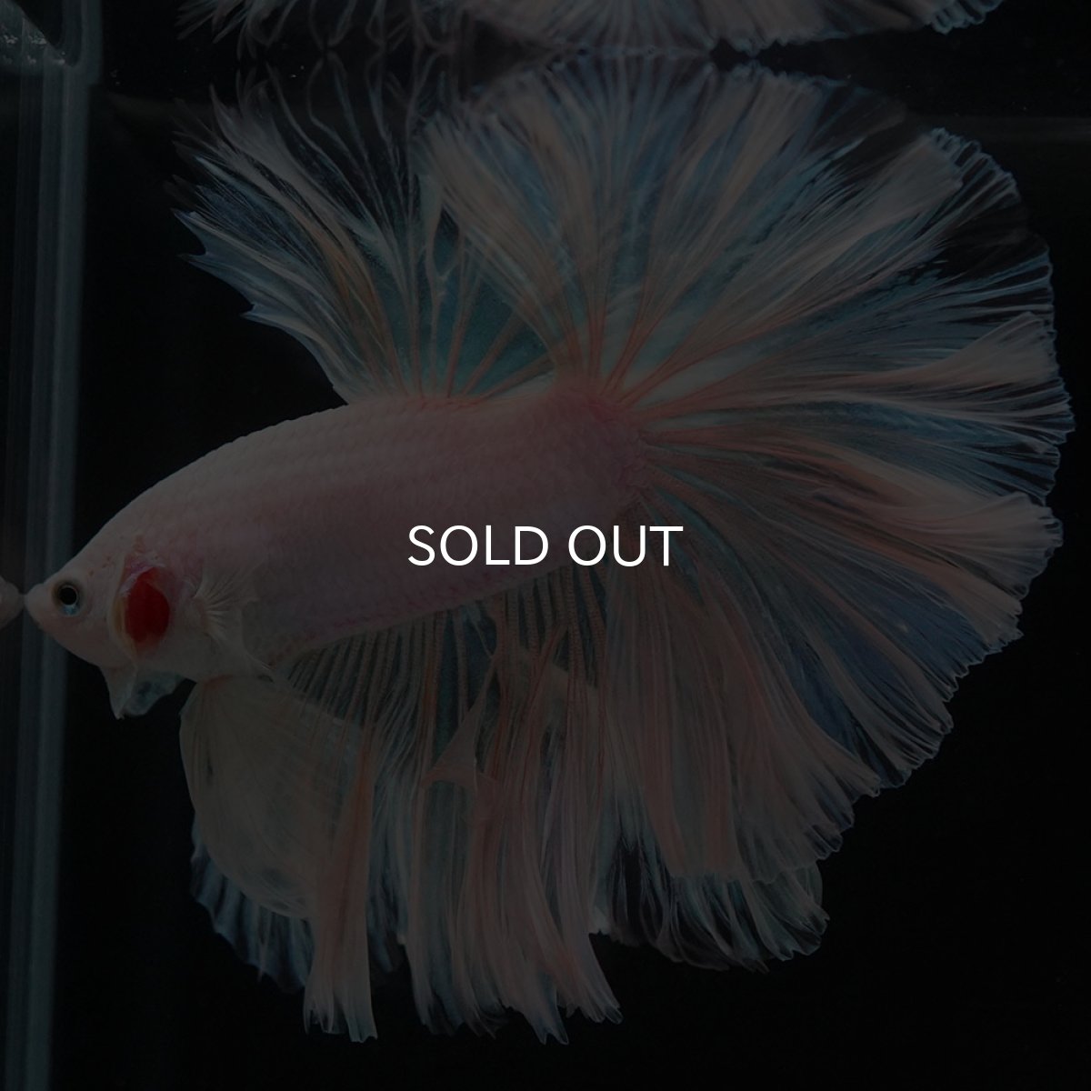 画像2: HM ホワイトファンシー ローズテール (2)