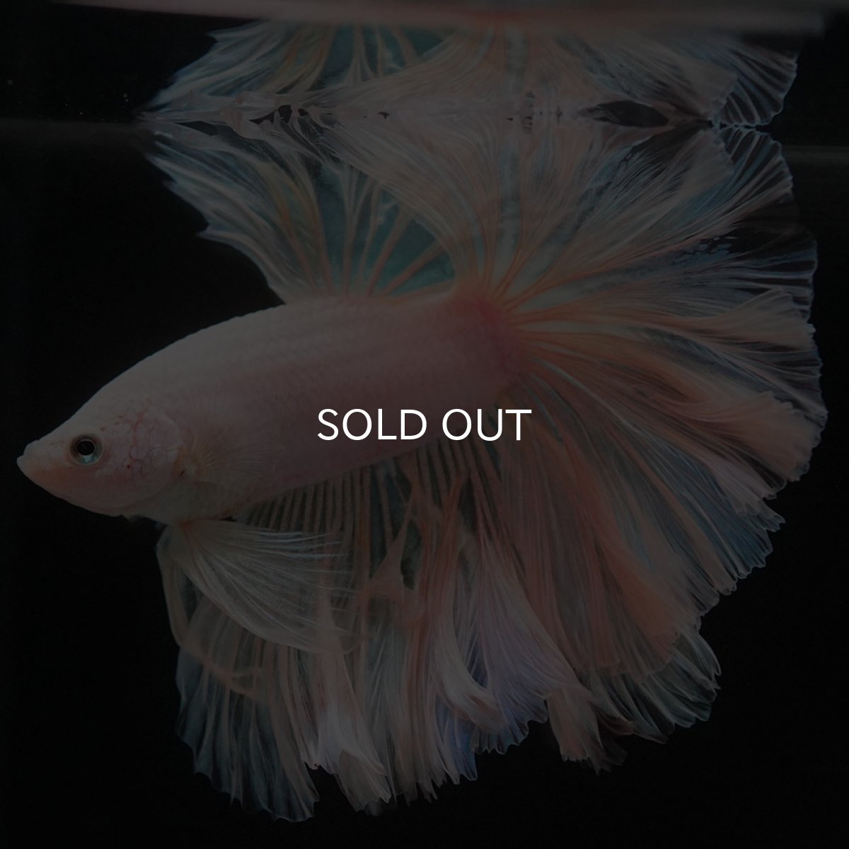 画像8: HM ホワイトファンシー ローズテール (8)