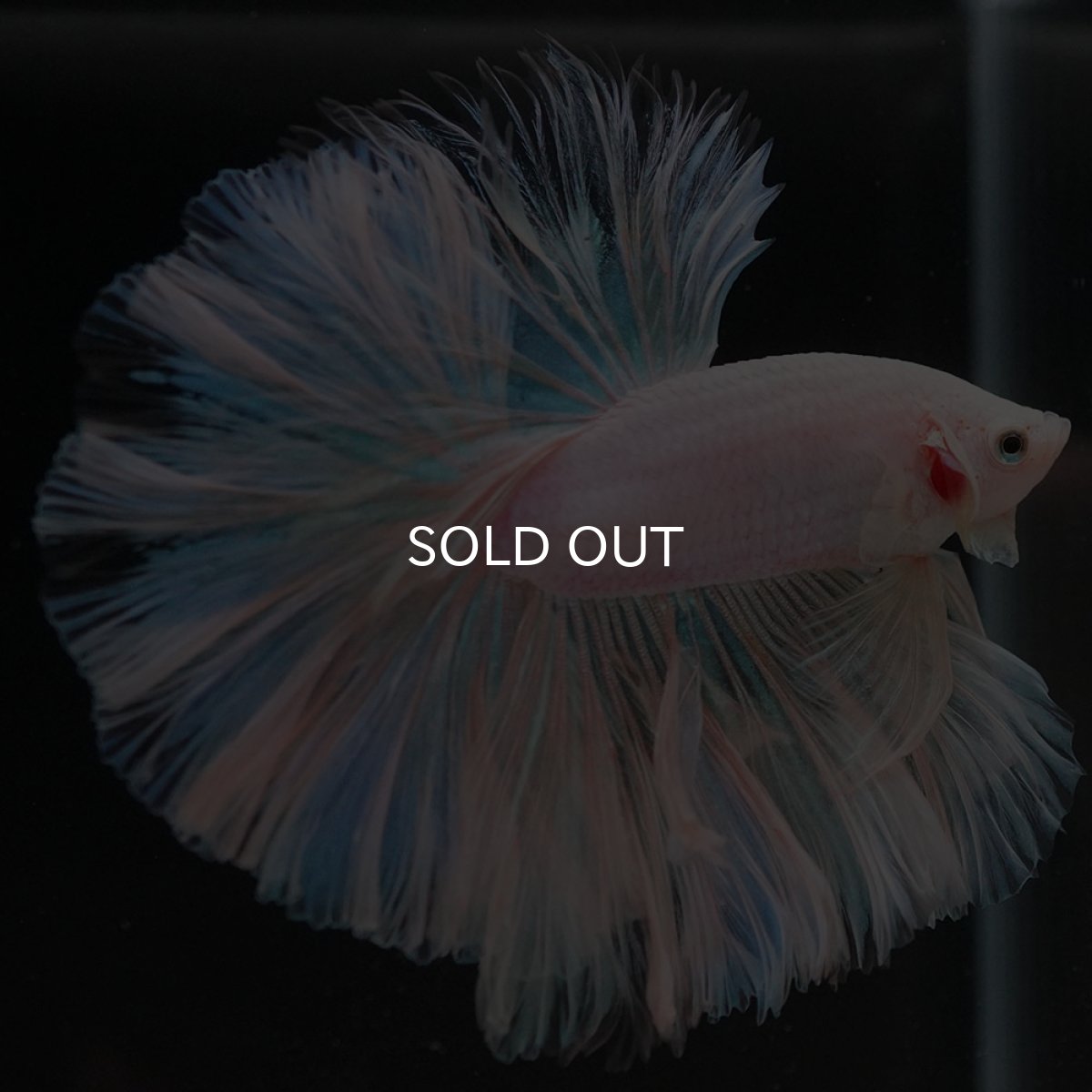 画像5: HM ホワイトファンシー ローズテール (5)