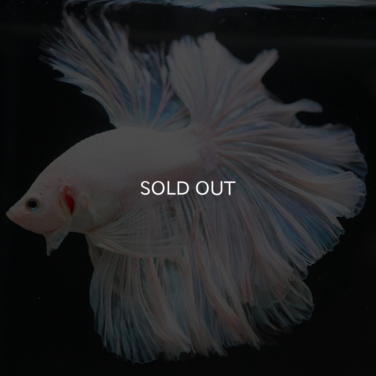 画像6: HM ホワイトファンシー ローズテール (6)