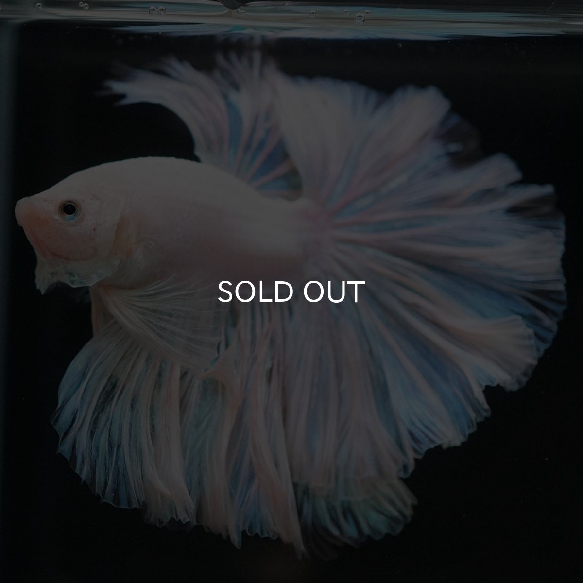 画像4: HM ホワイトファンシー ローズテール (4)