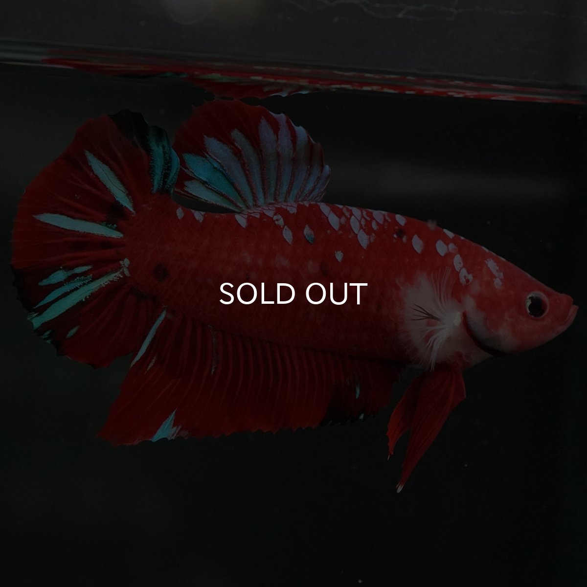 画像6: GHMPK レッドギャラクシー (6)