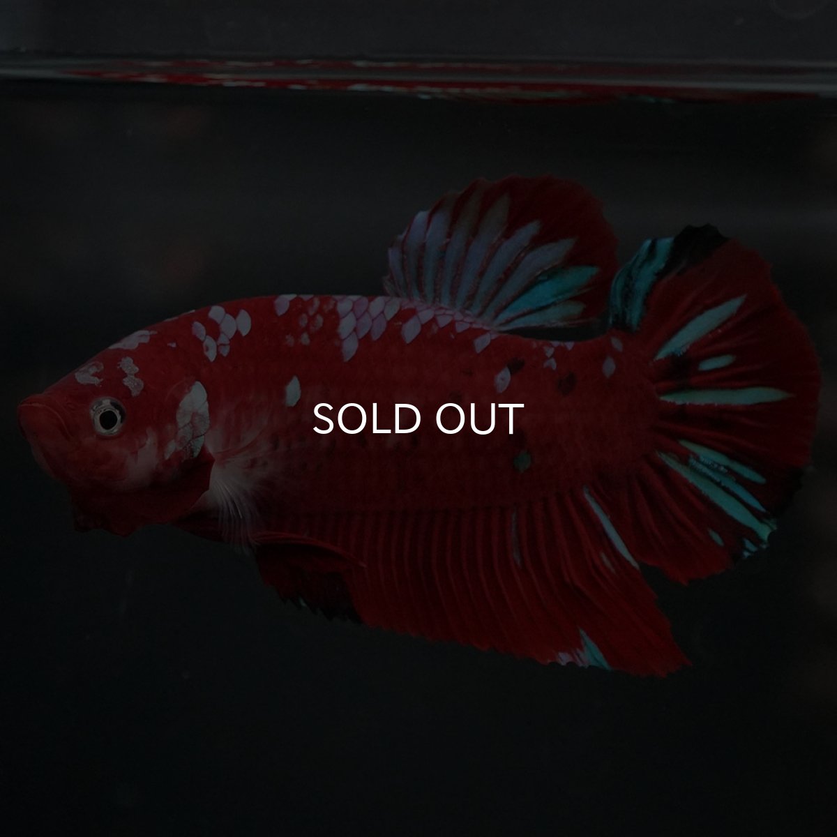 画像7: GHMPK レッドギャラクシー (7)